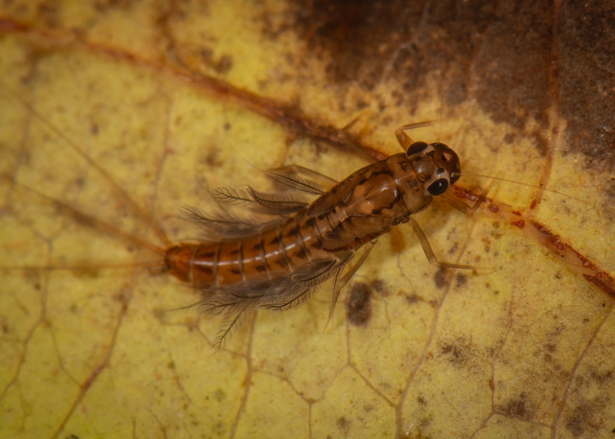 Leptophlebiidae - 36.jpeg