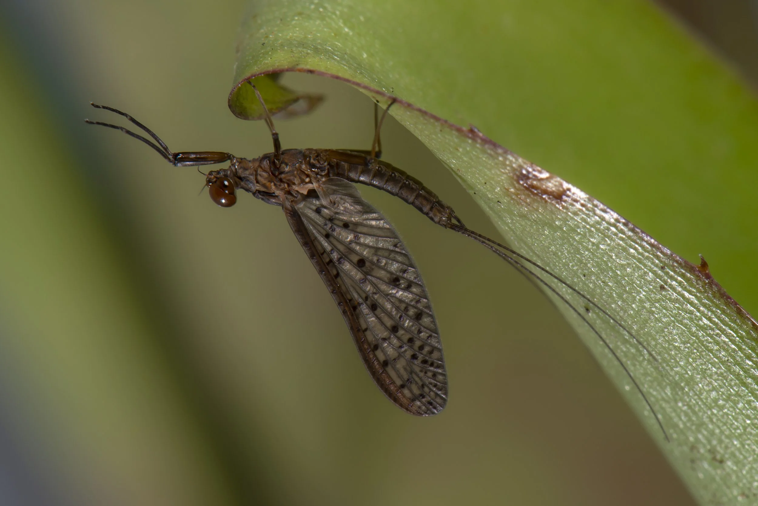 Ephemeroptera - 42.jpg
