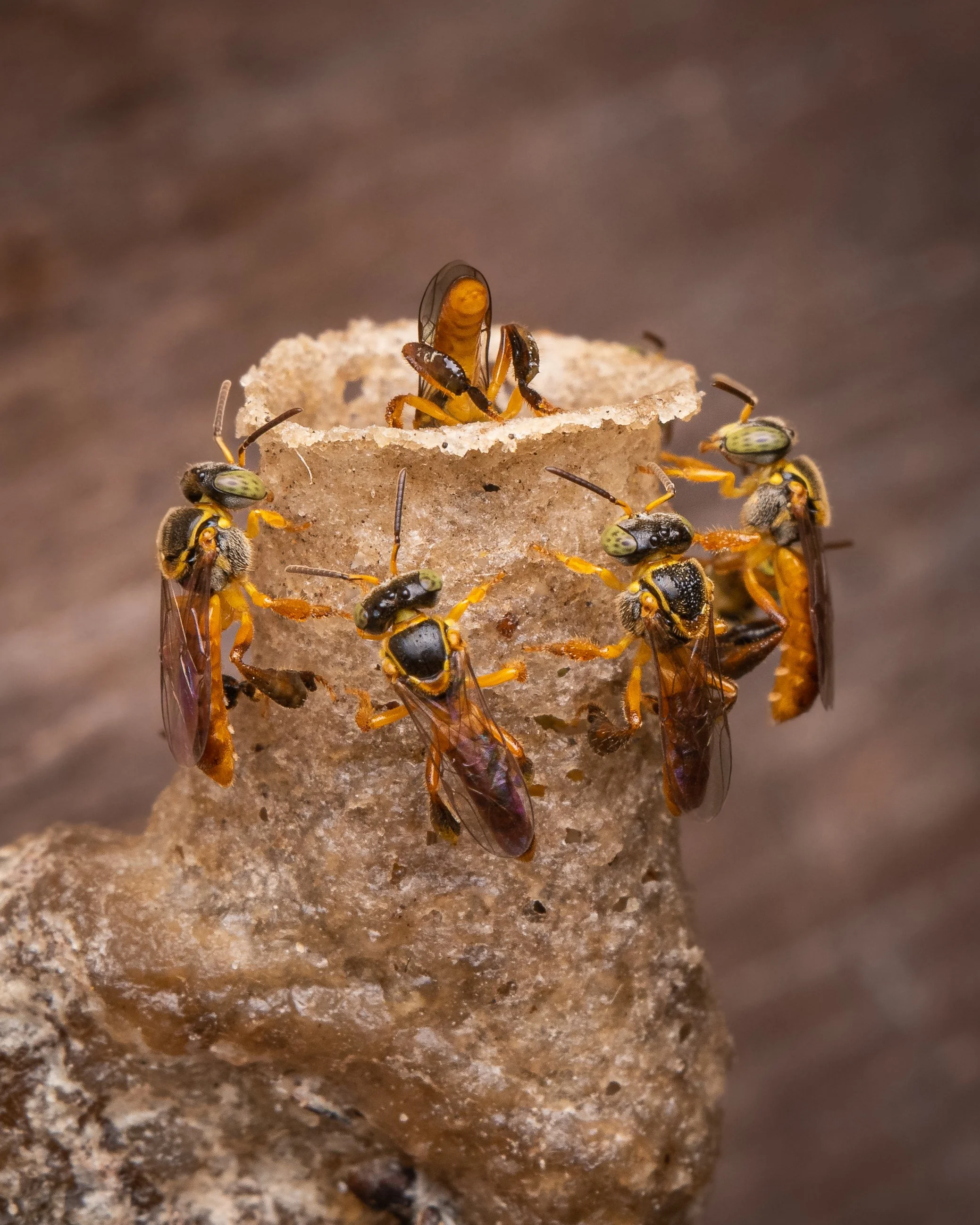 Hymenoptera - 47.jpg