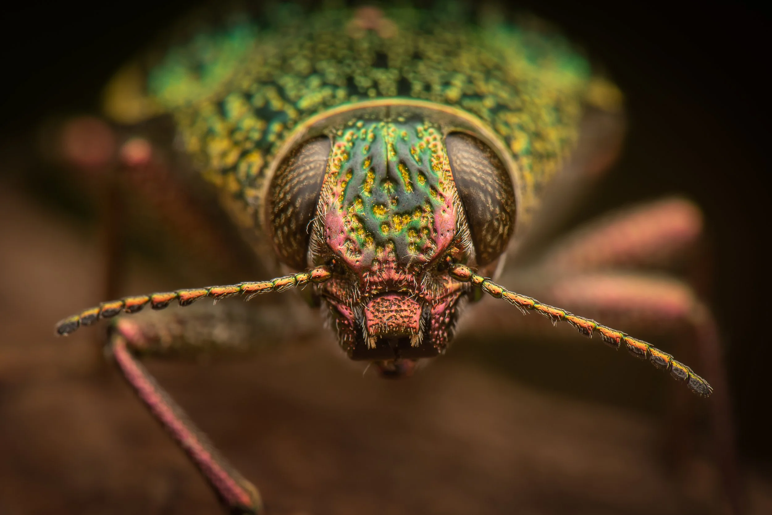 Coleoptera - 88.jpg