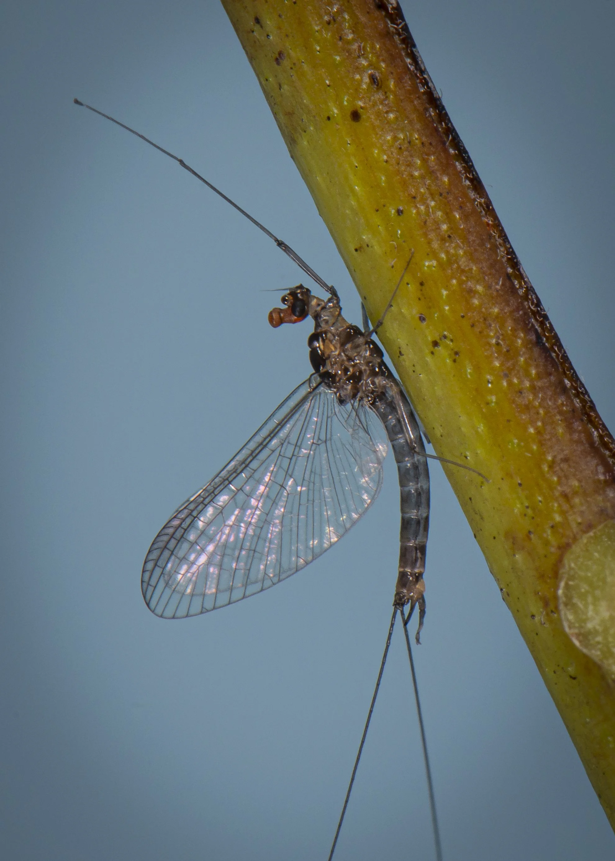 Ephemeroptera - 22.JPG