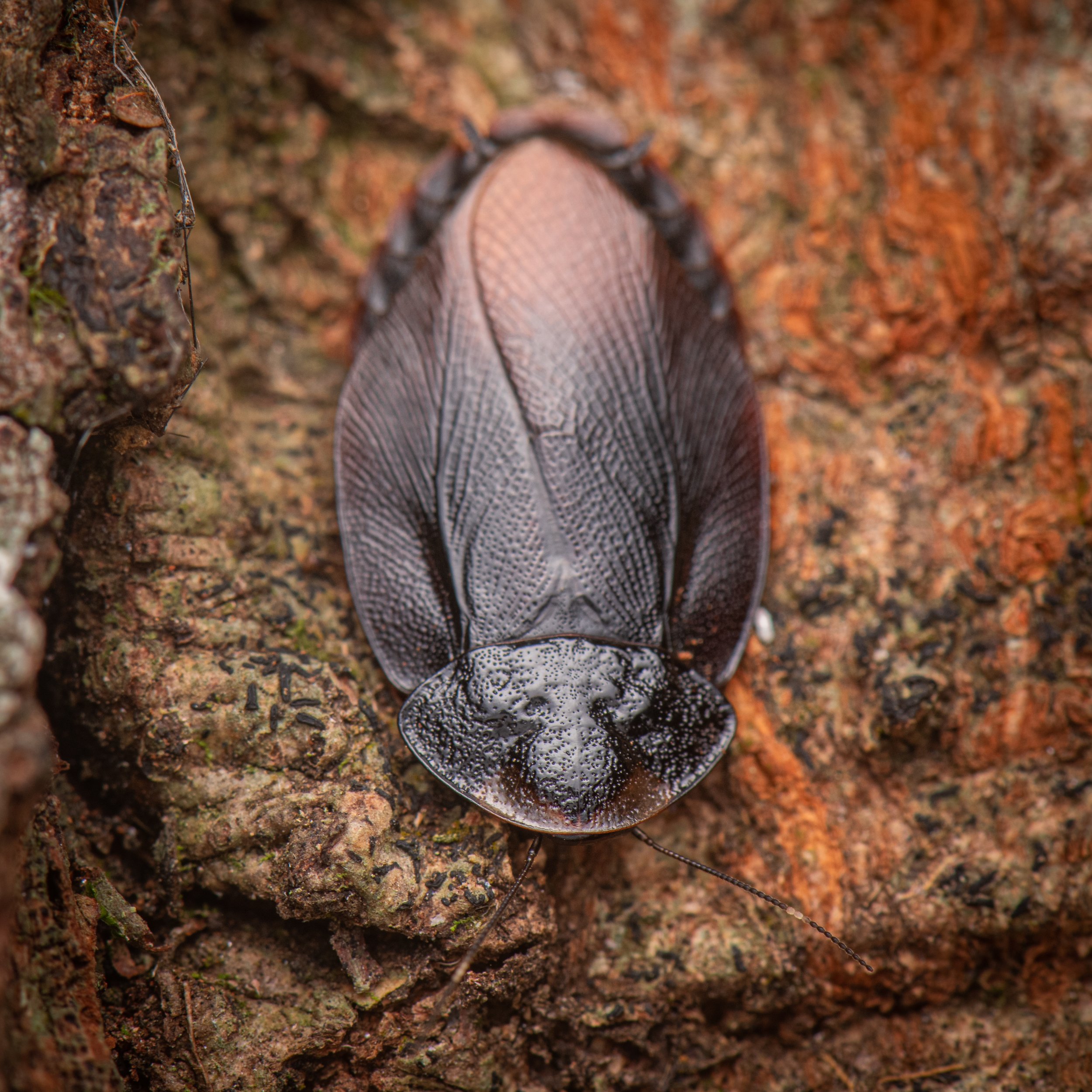Blattodea - 23.jpg