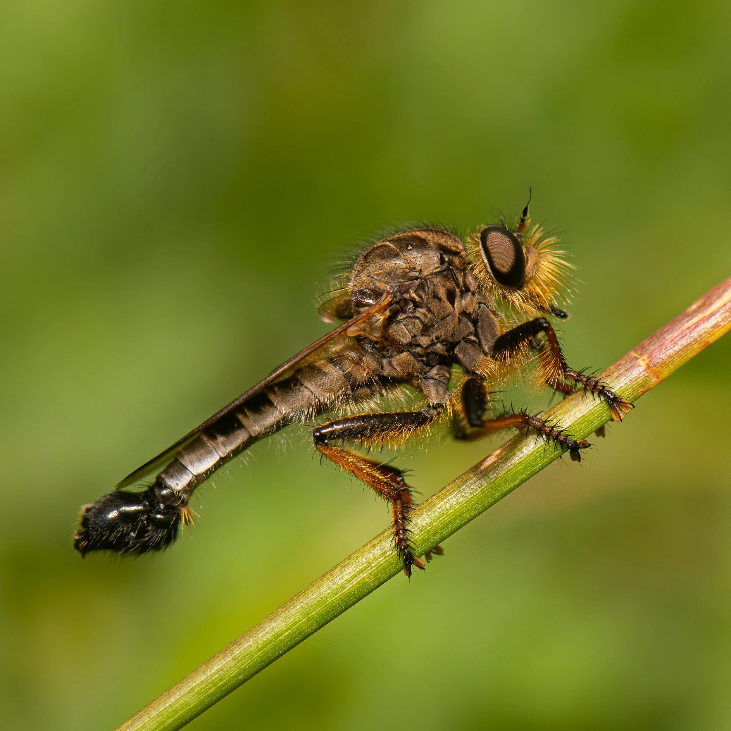 Diptera - 30.jpg