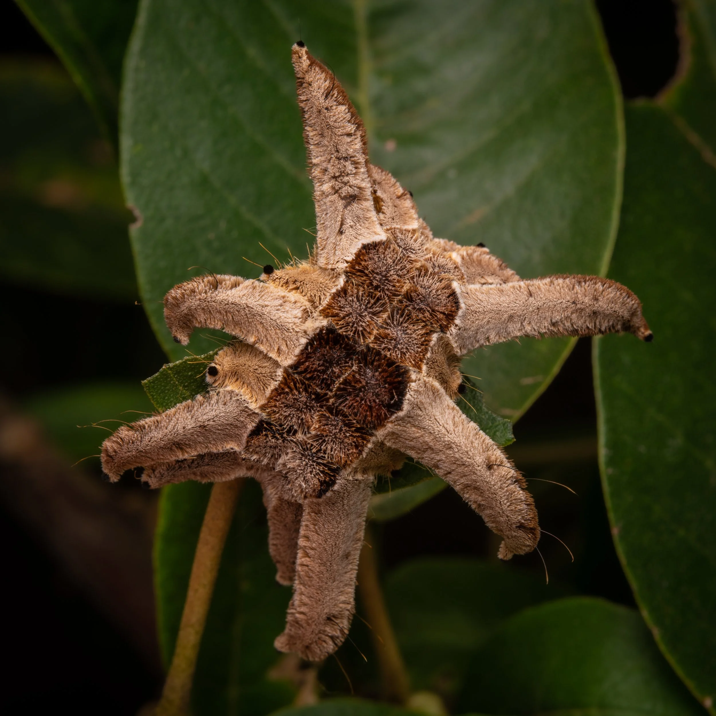 Lepidoptera - 17.jpg