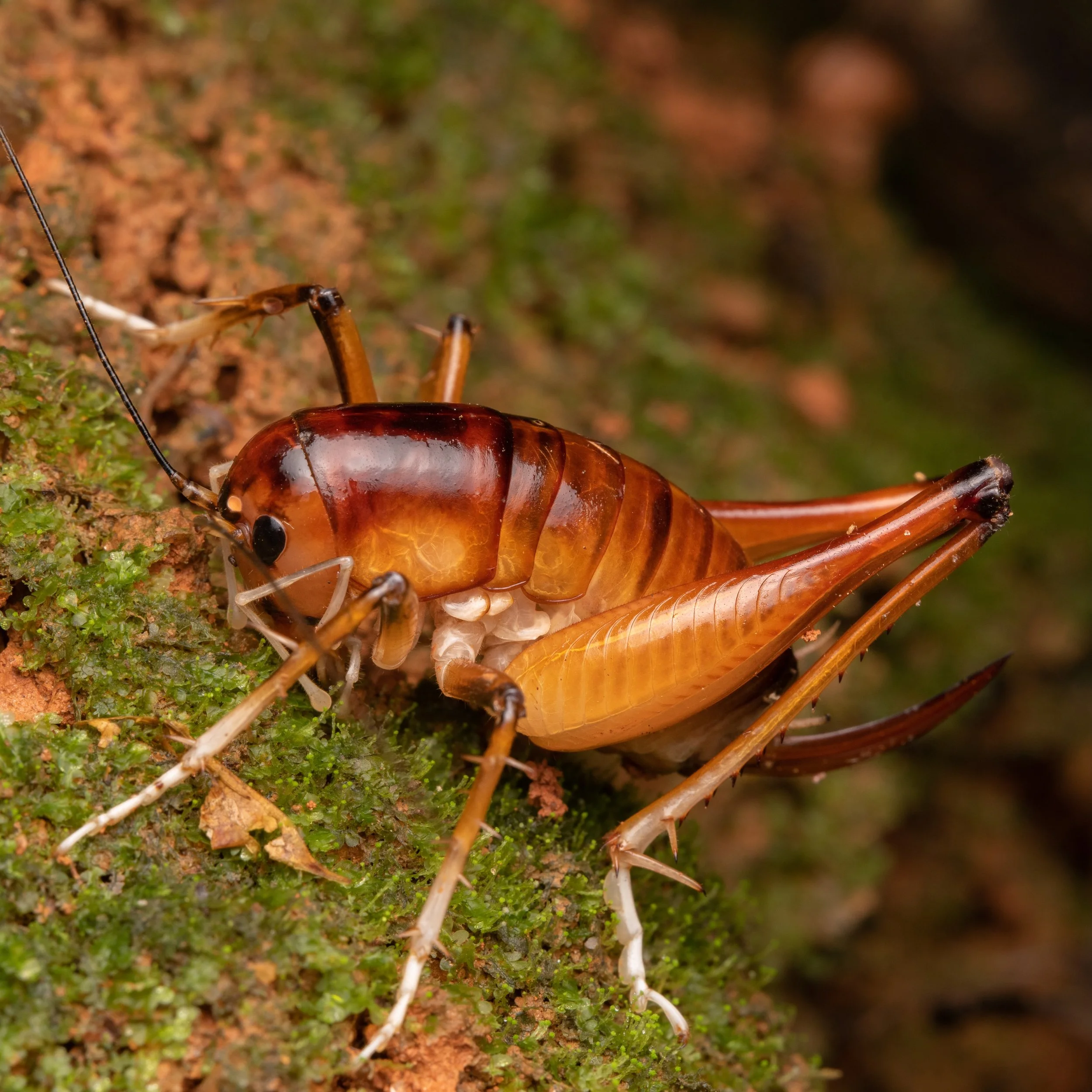 Orthoptera - 40.jpeg