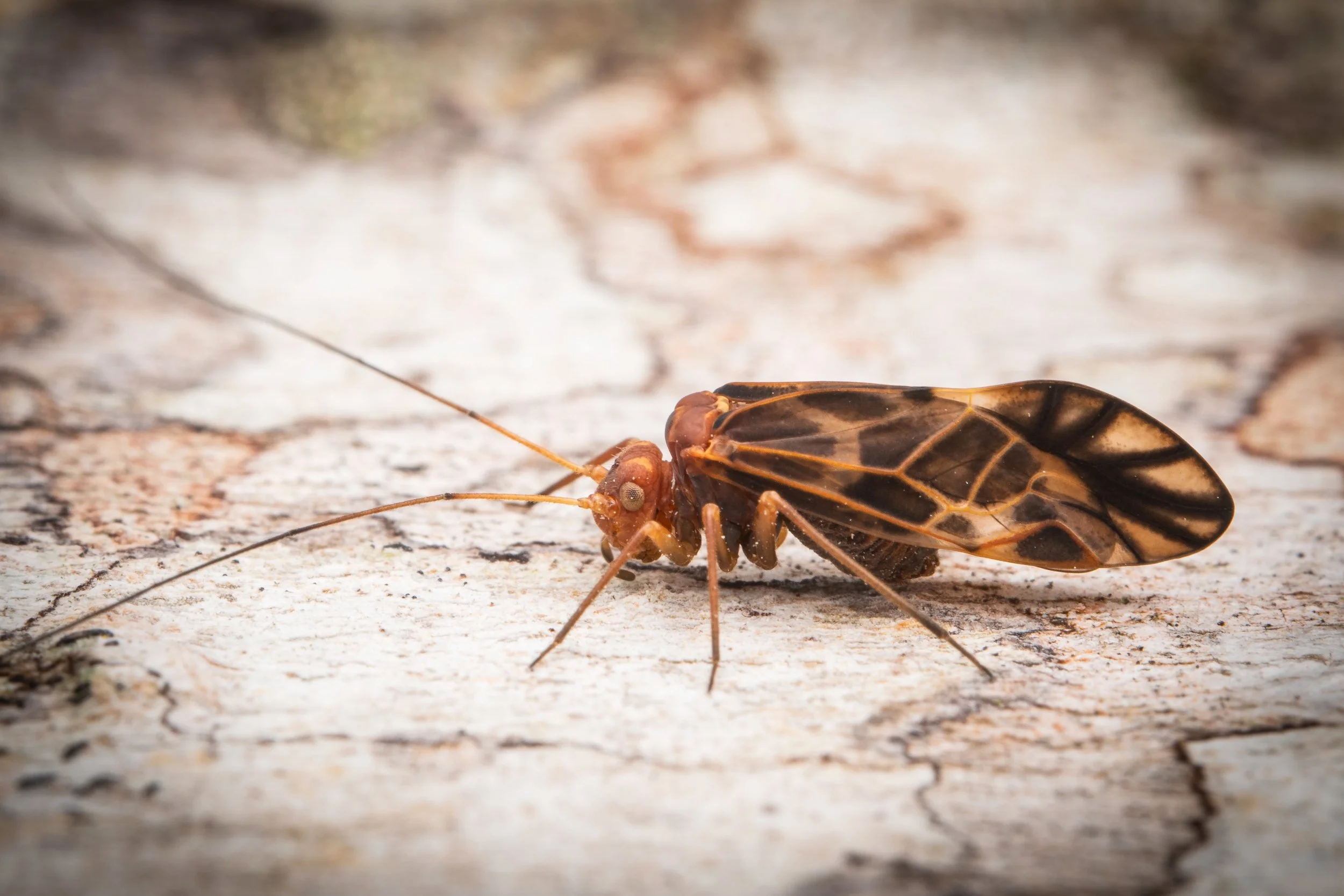 Mata_do_Paraíso - 7.jpeg