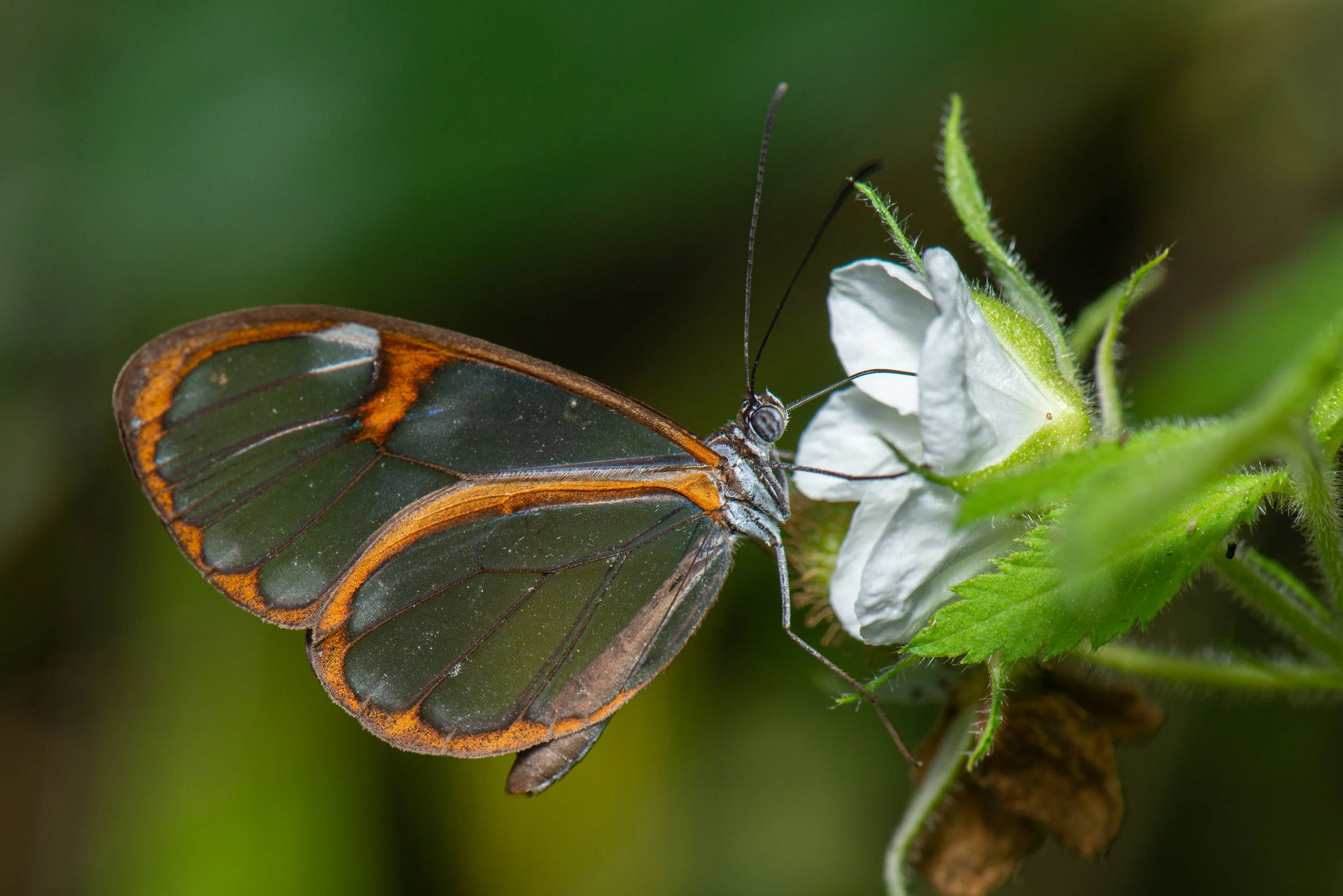 Lepidoptera - 59.jpg