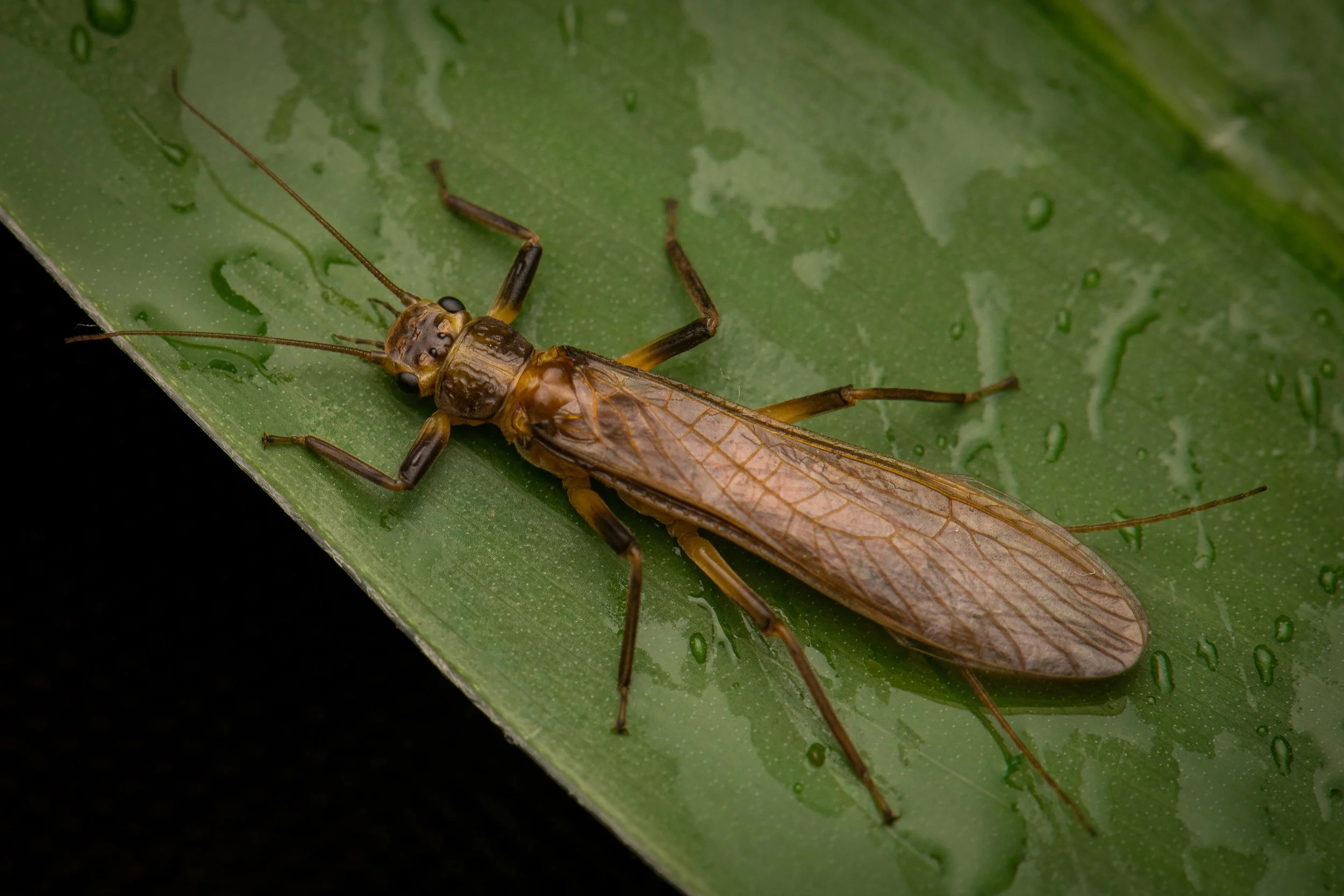Plecoptera - 78.jpeg