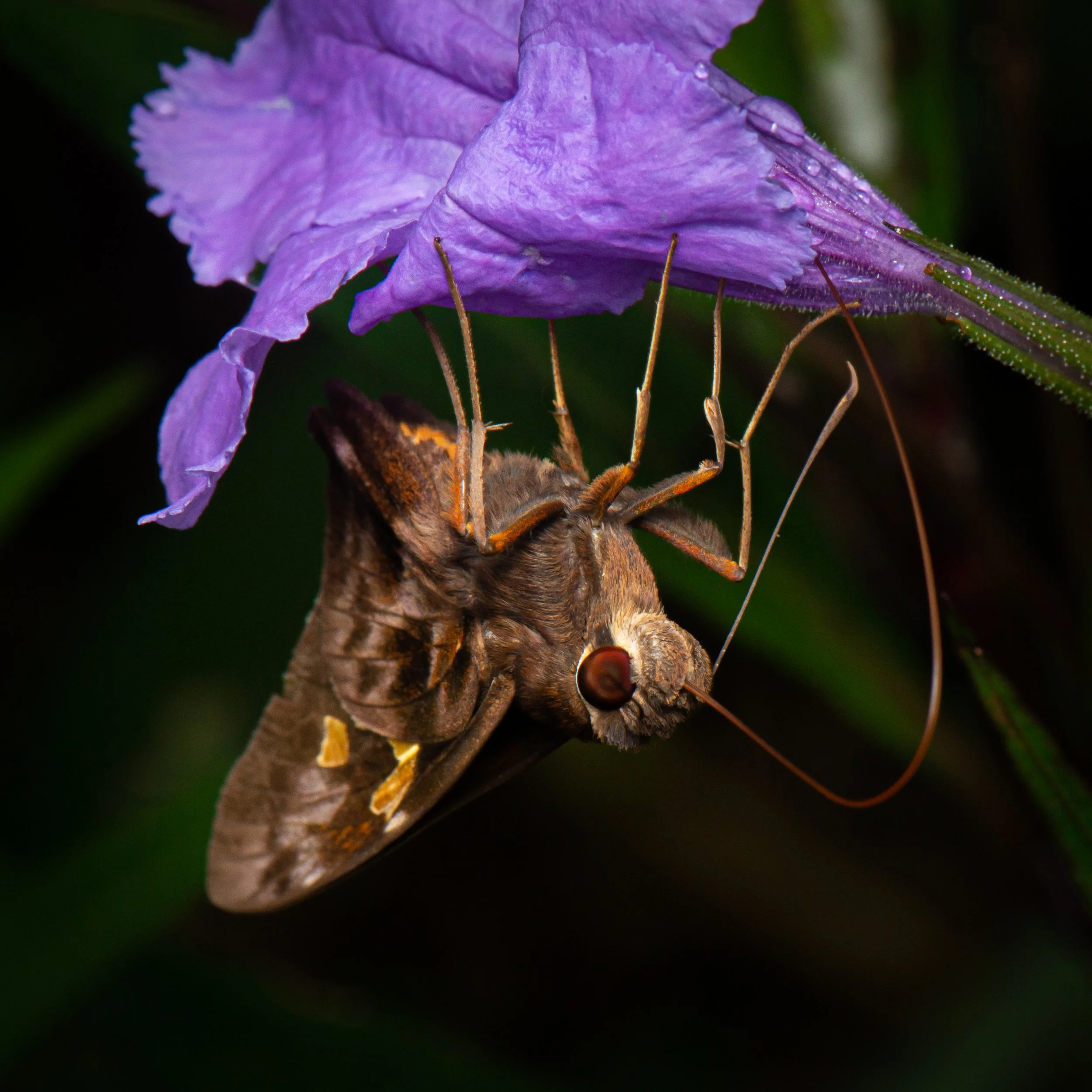 Lepidoptera - 71.jpg