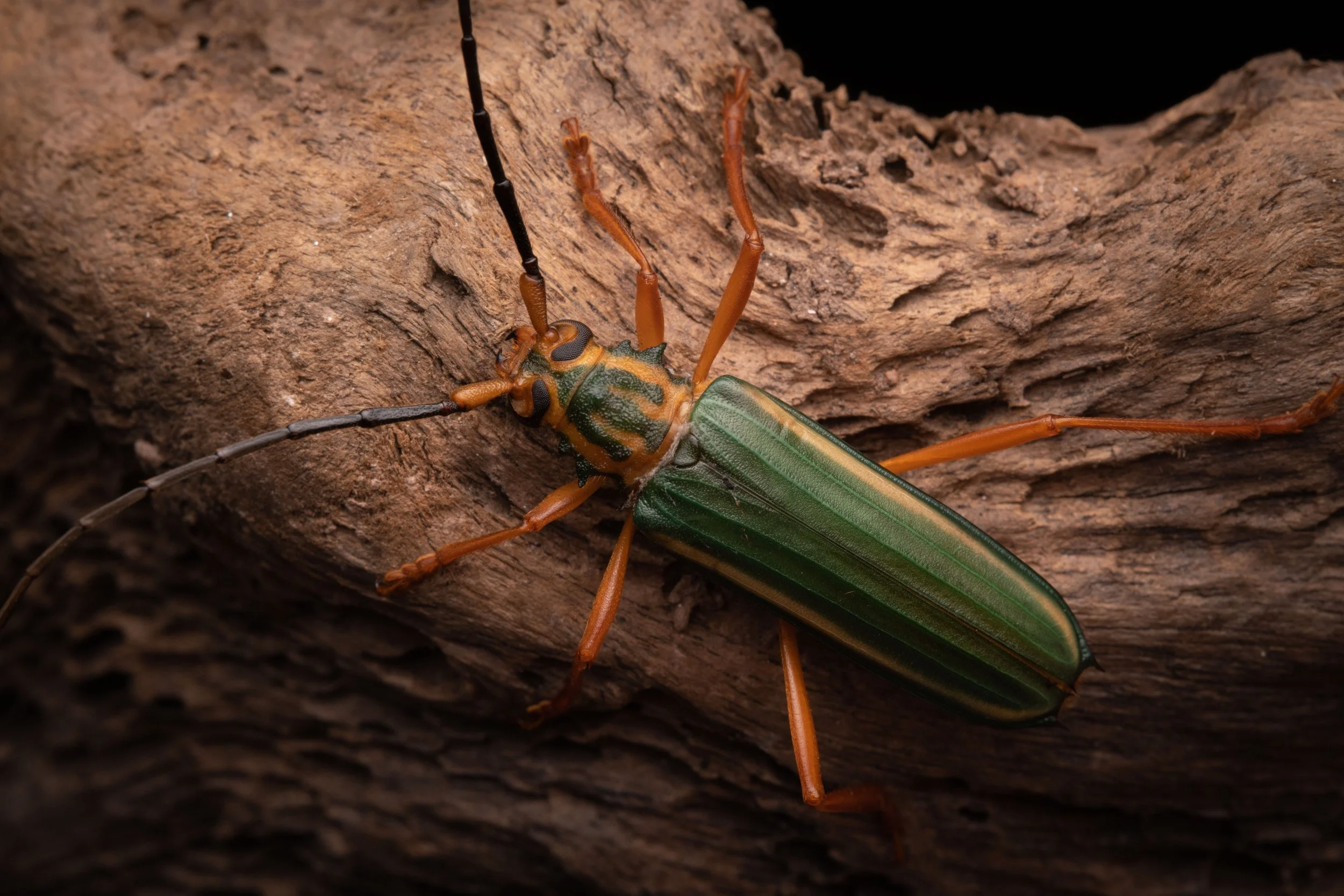 Coleoptera - 76.jpeg