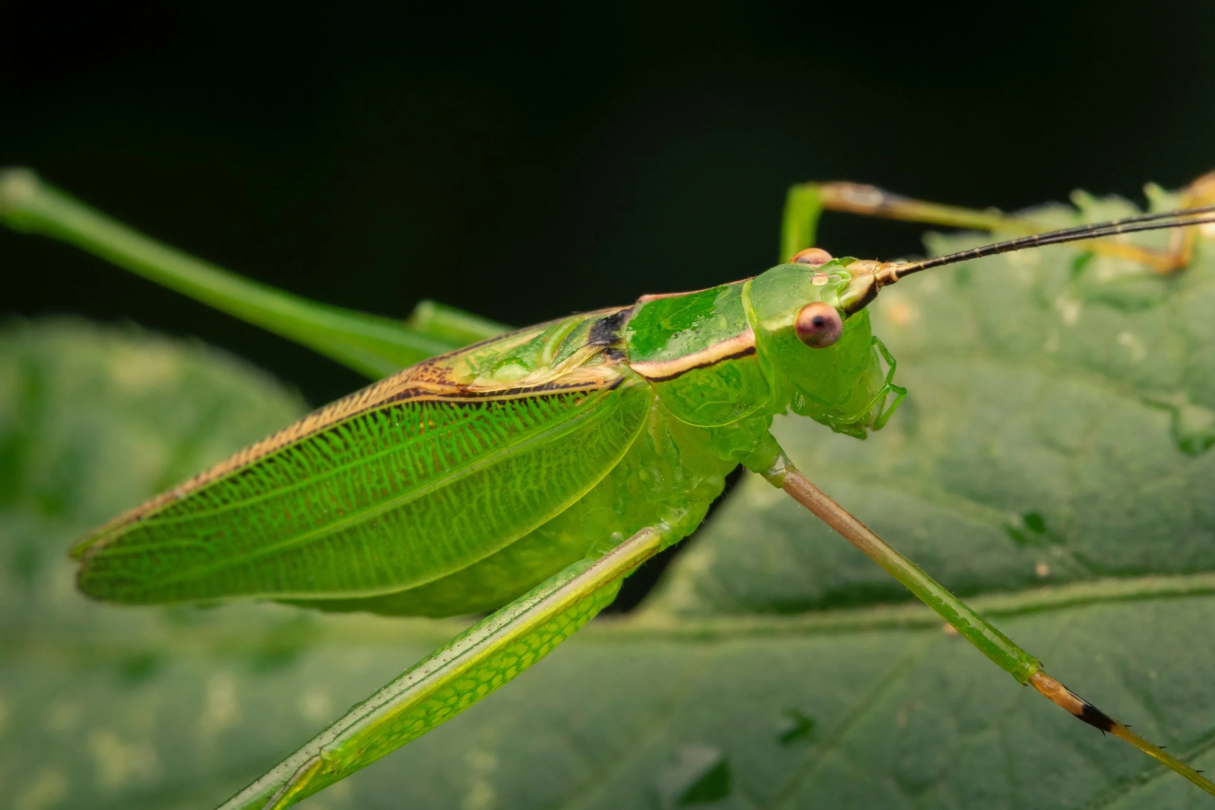 Orthoptera - 34.jpeg