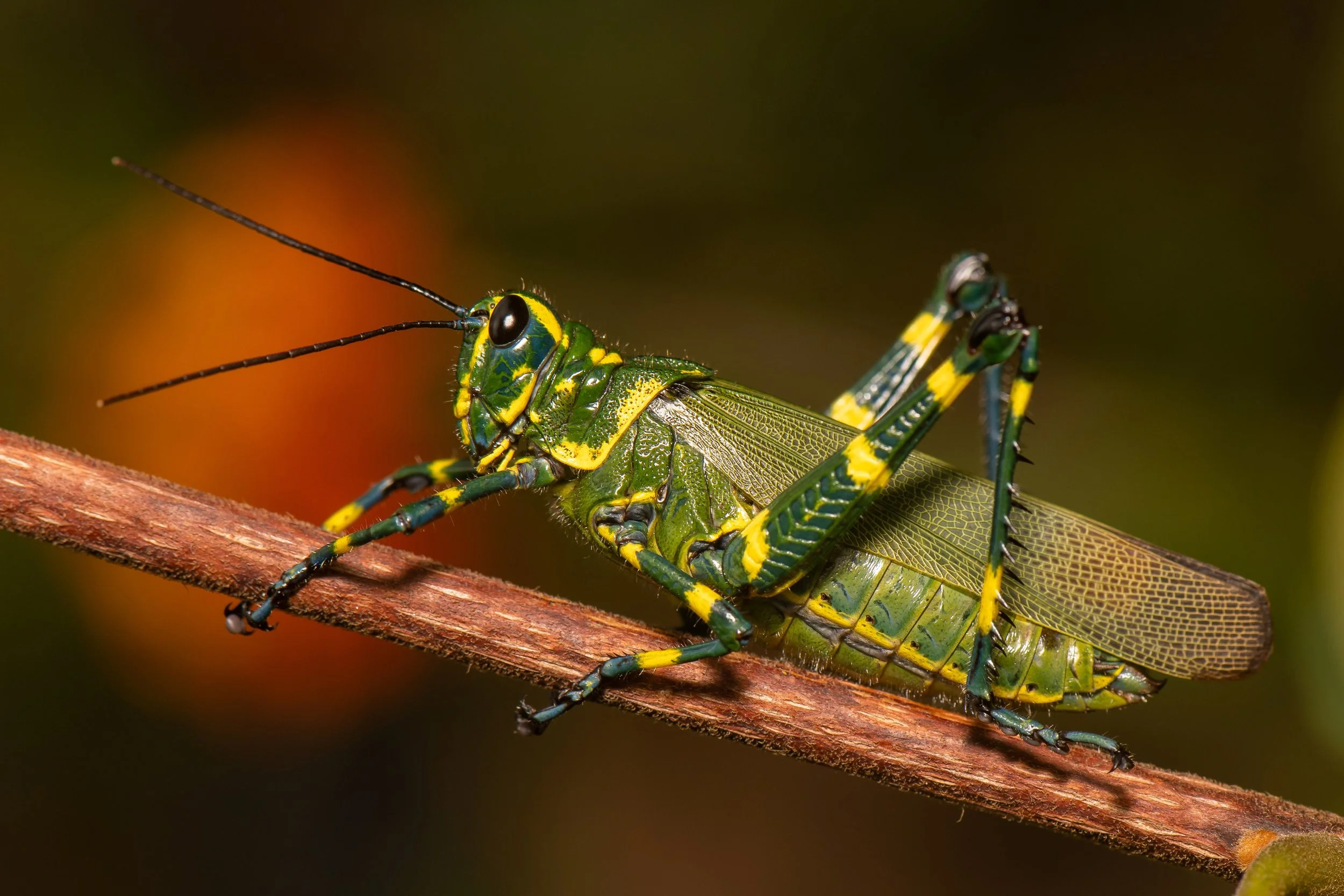 Orthoptera - 79.jpeg