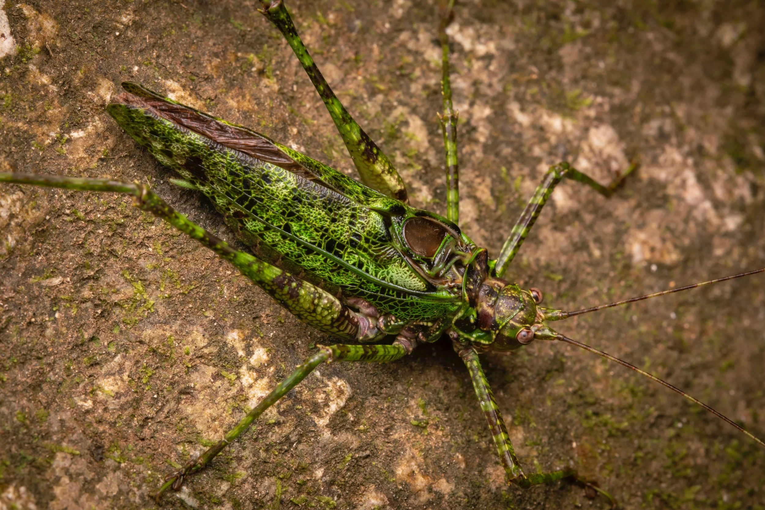 Orthoptera - 29.jpeg