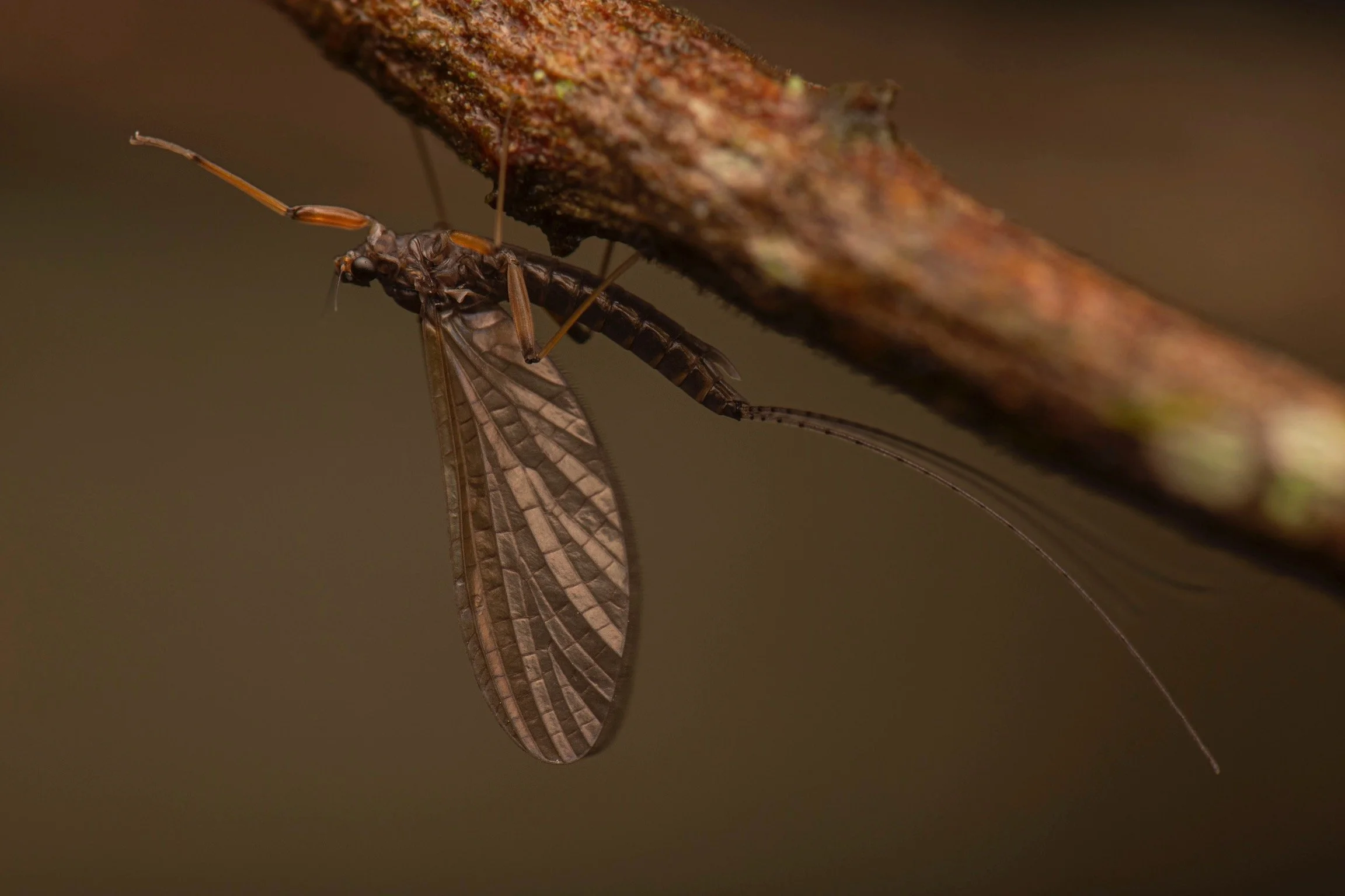 Leptophlebiidae - 46.jpeg