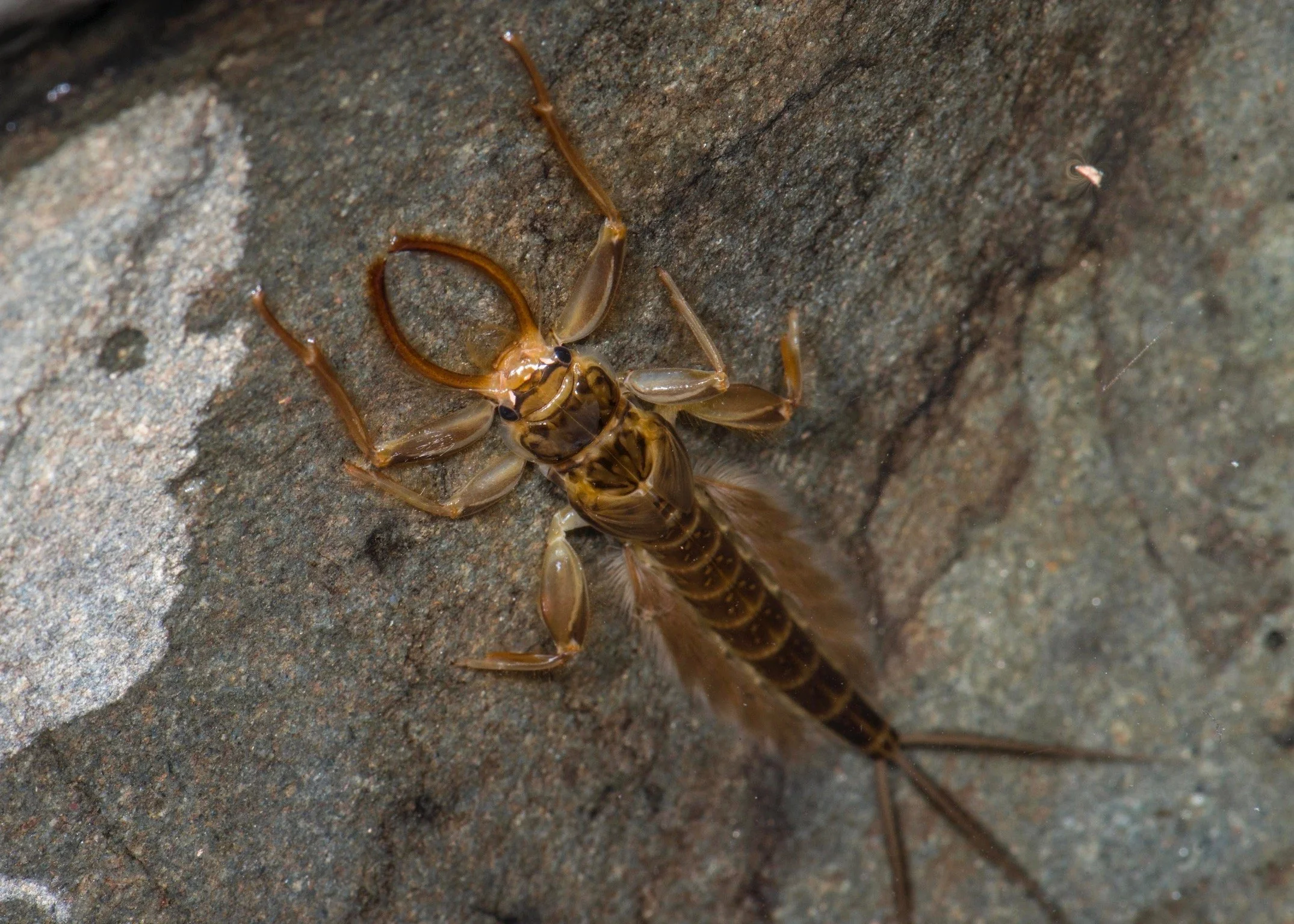 Euthyplociidae - 1.jpeg