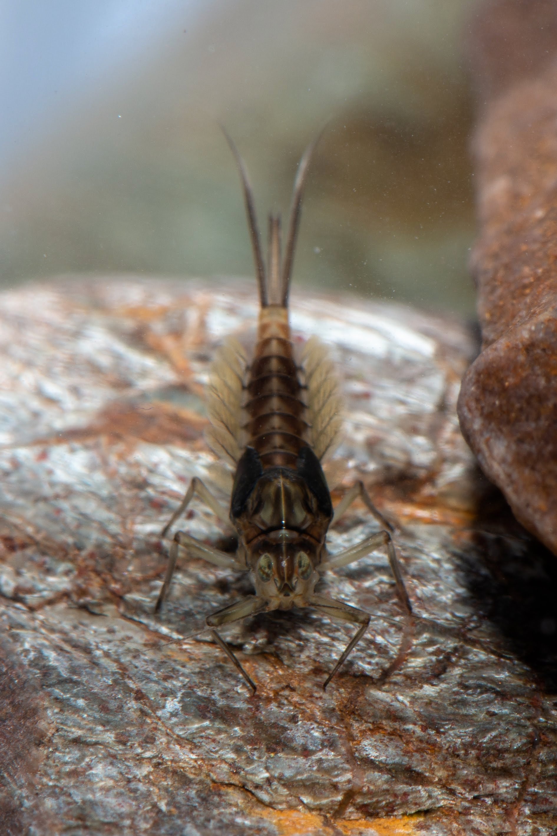 Baetidae - 3 (1).jpeg