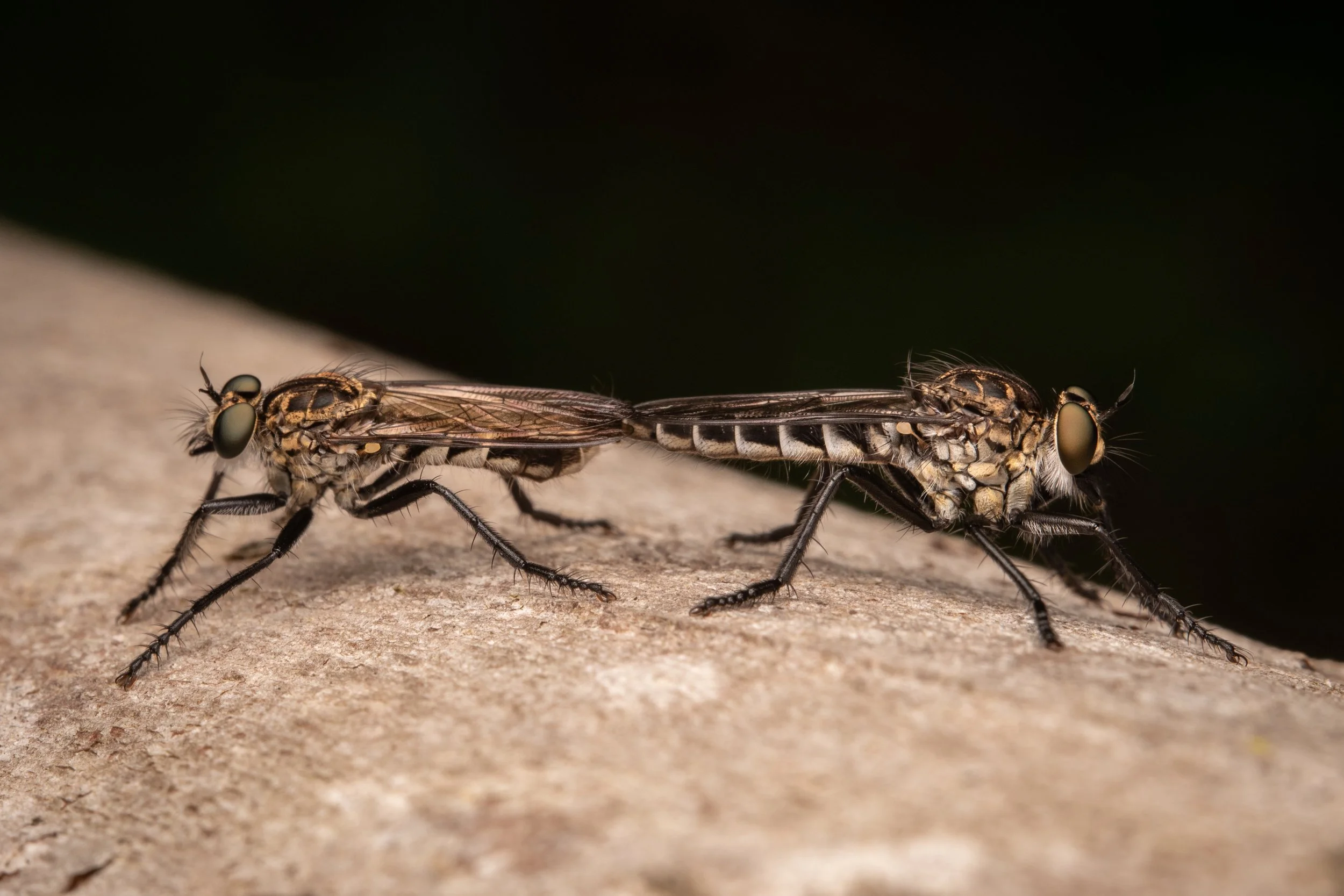 The genus Massartella Lestage, 1930 (Ephemeroptera: Leptophlebiidae) is adapted to cold climates and typically associated with high-altitude streams. Historically, the taxonomy of the genus was characterized by an apparent low diversity and ambiguous