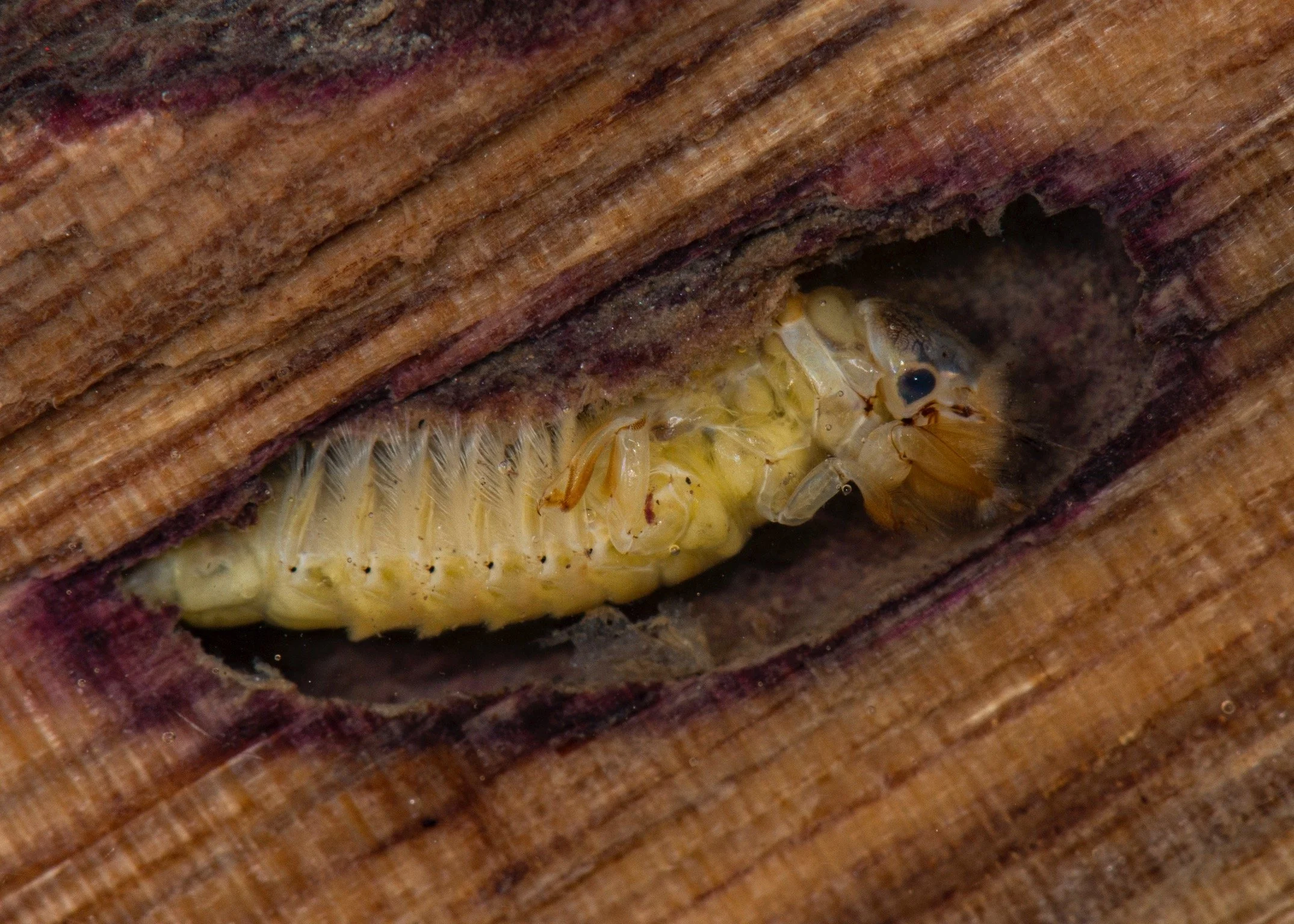 Polymitarcyidae - 2.jpeg