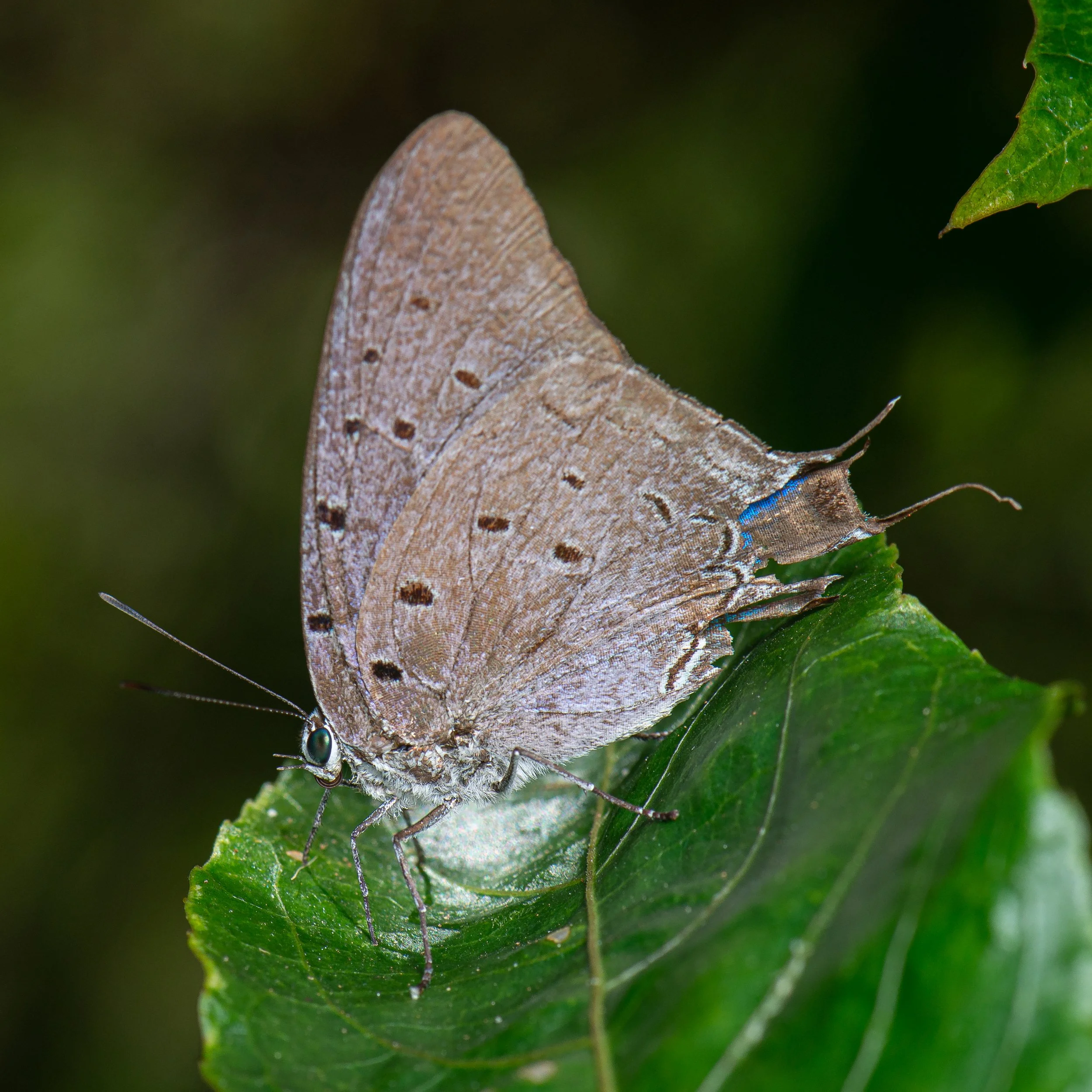Lepidoptera - 66.jpg