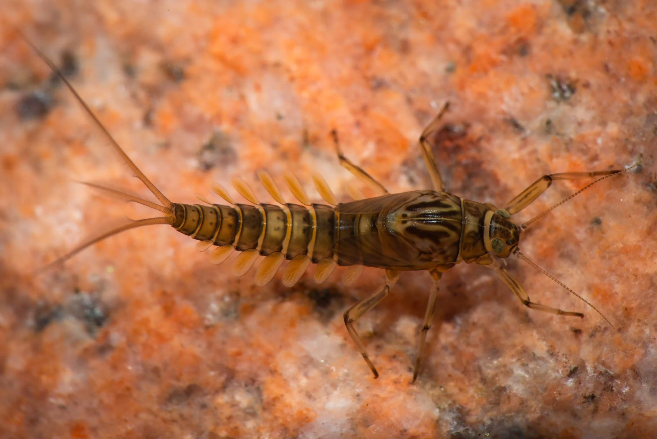 Baetidae - 29 (1).jpeg