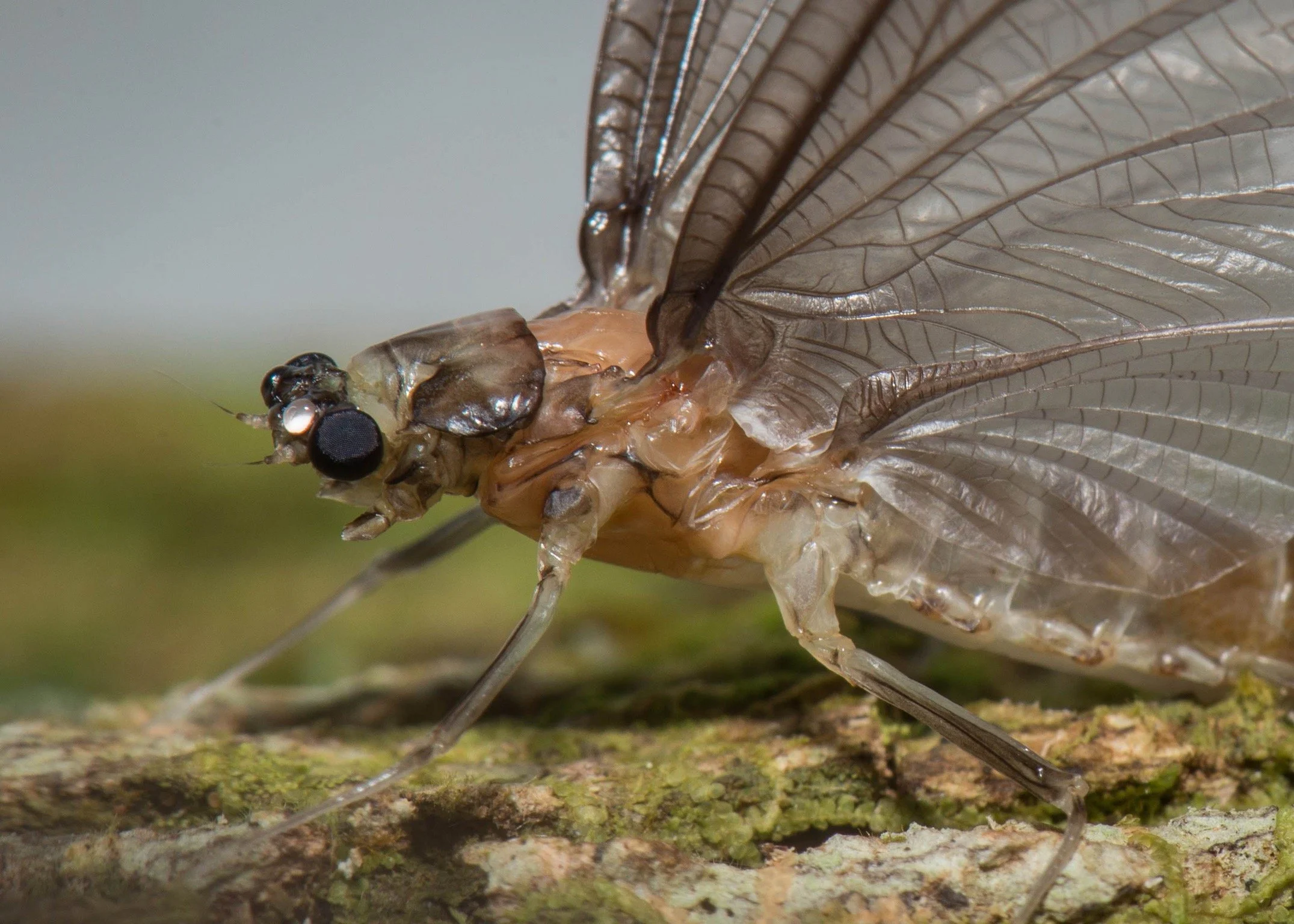 Euthyplociidae - 6.jpeg