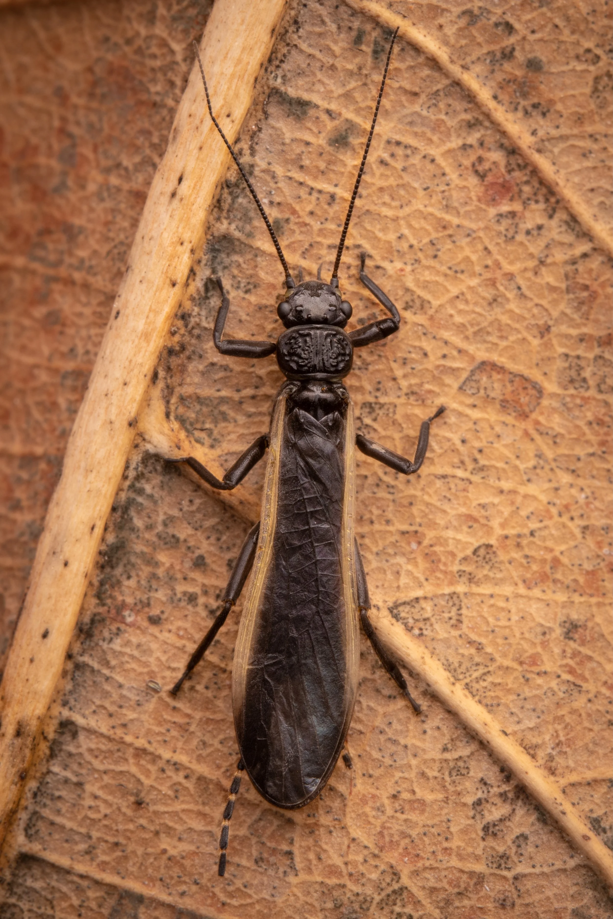 Plecoptera - 61.jpeg