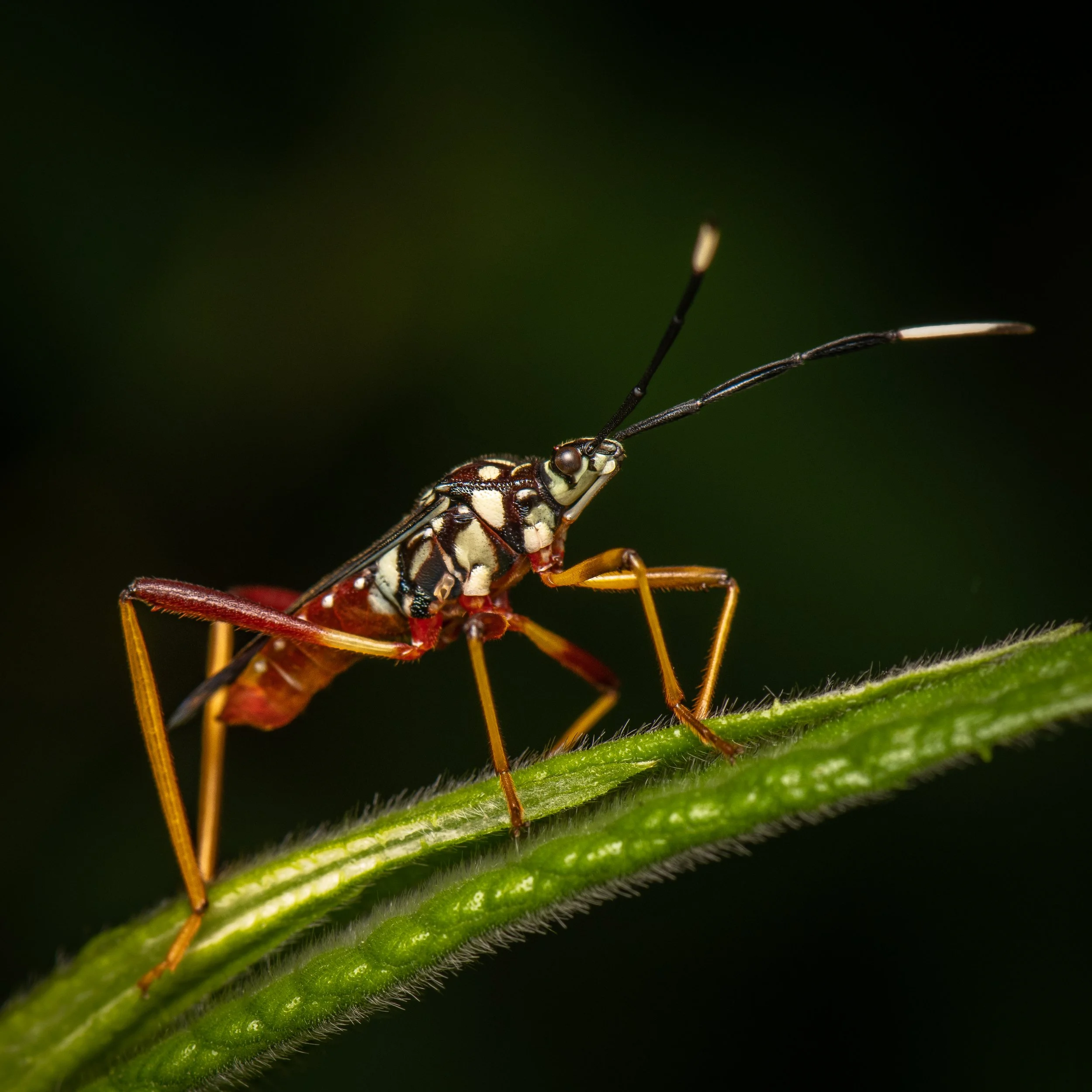 Hemiptera - 13.jpg