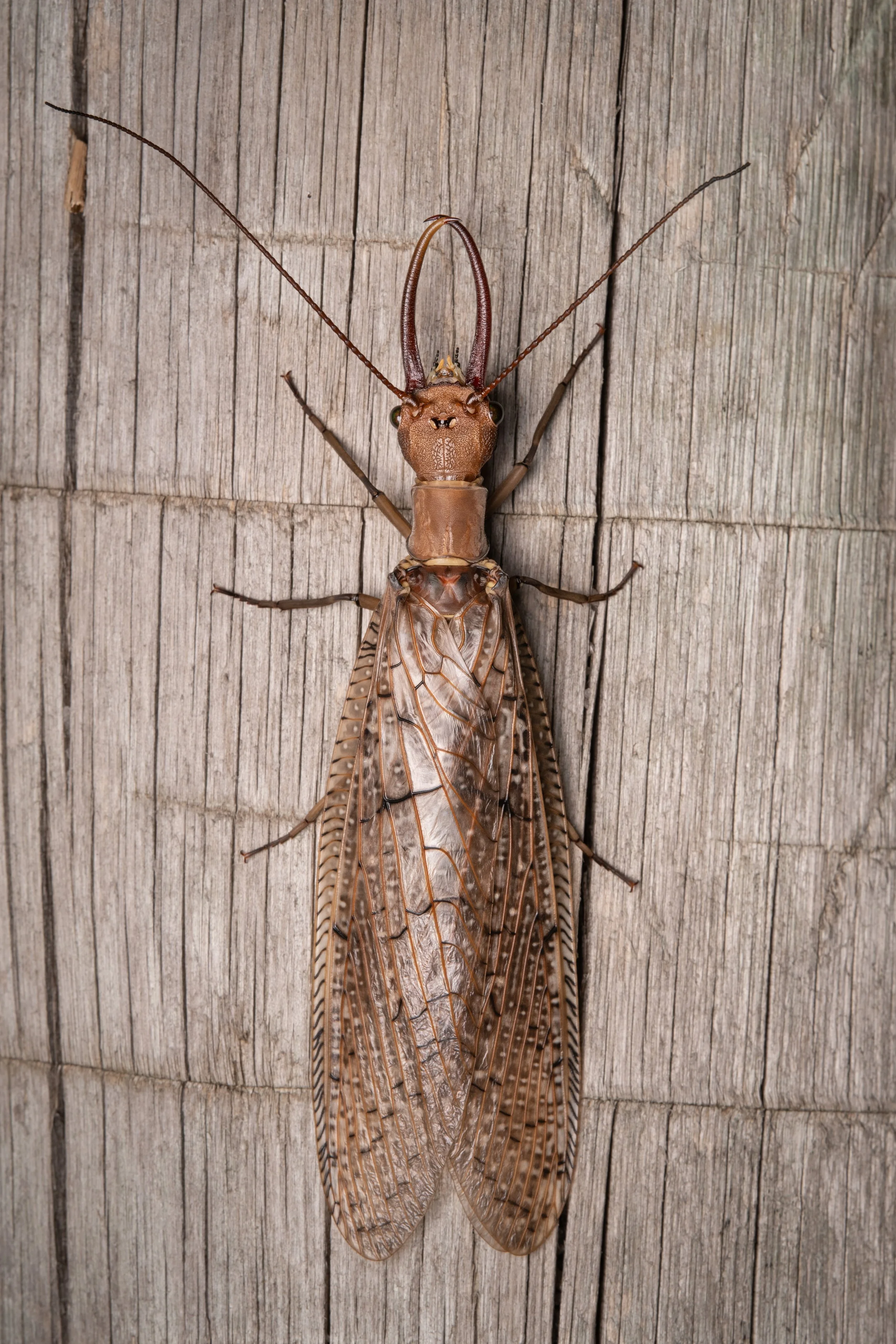 Megaloptera - 10.jpeg