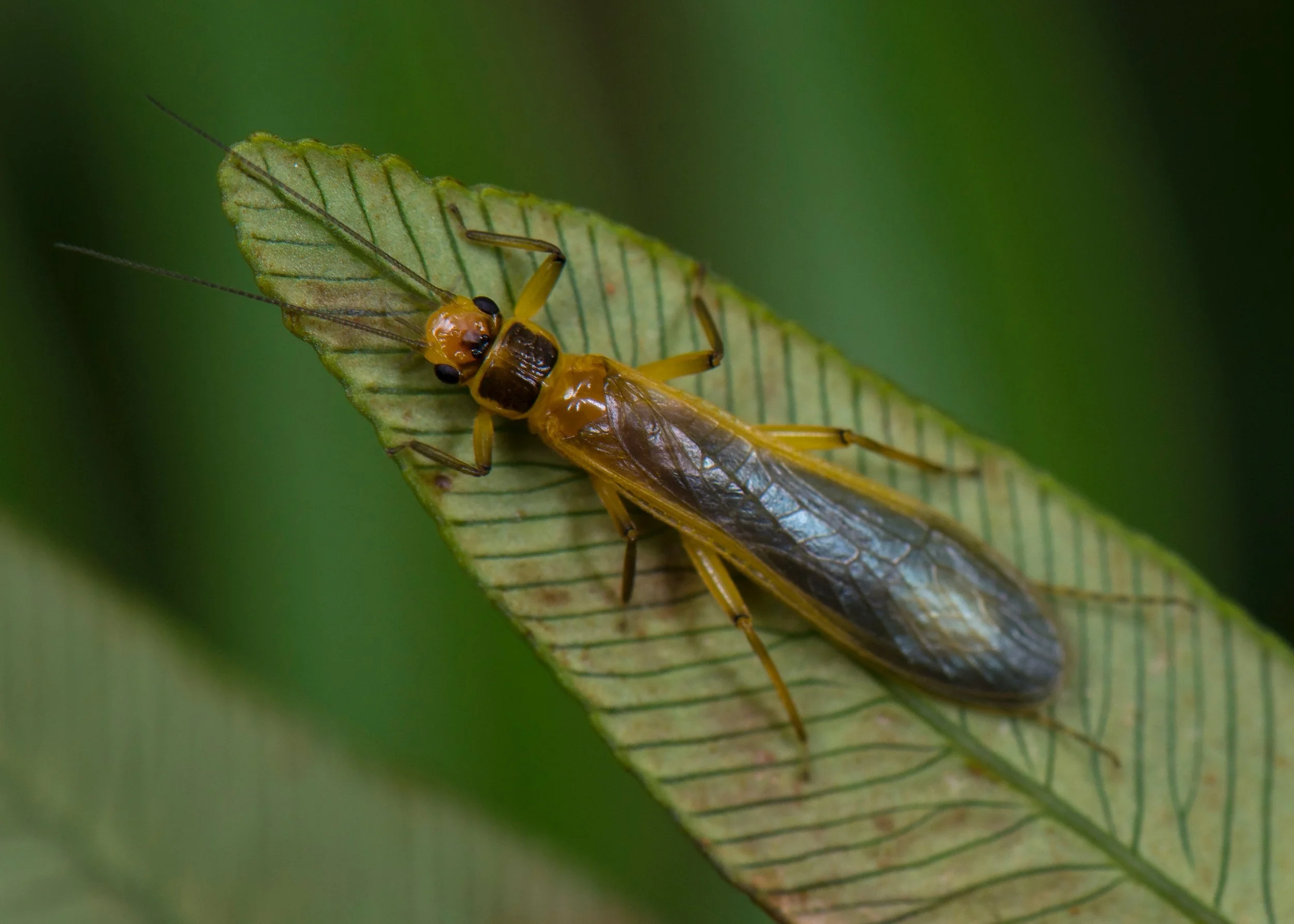 Plecoptera - 121.jpeg