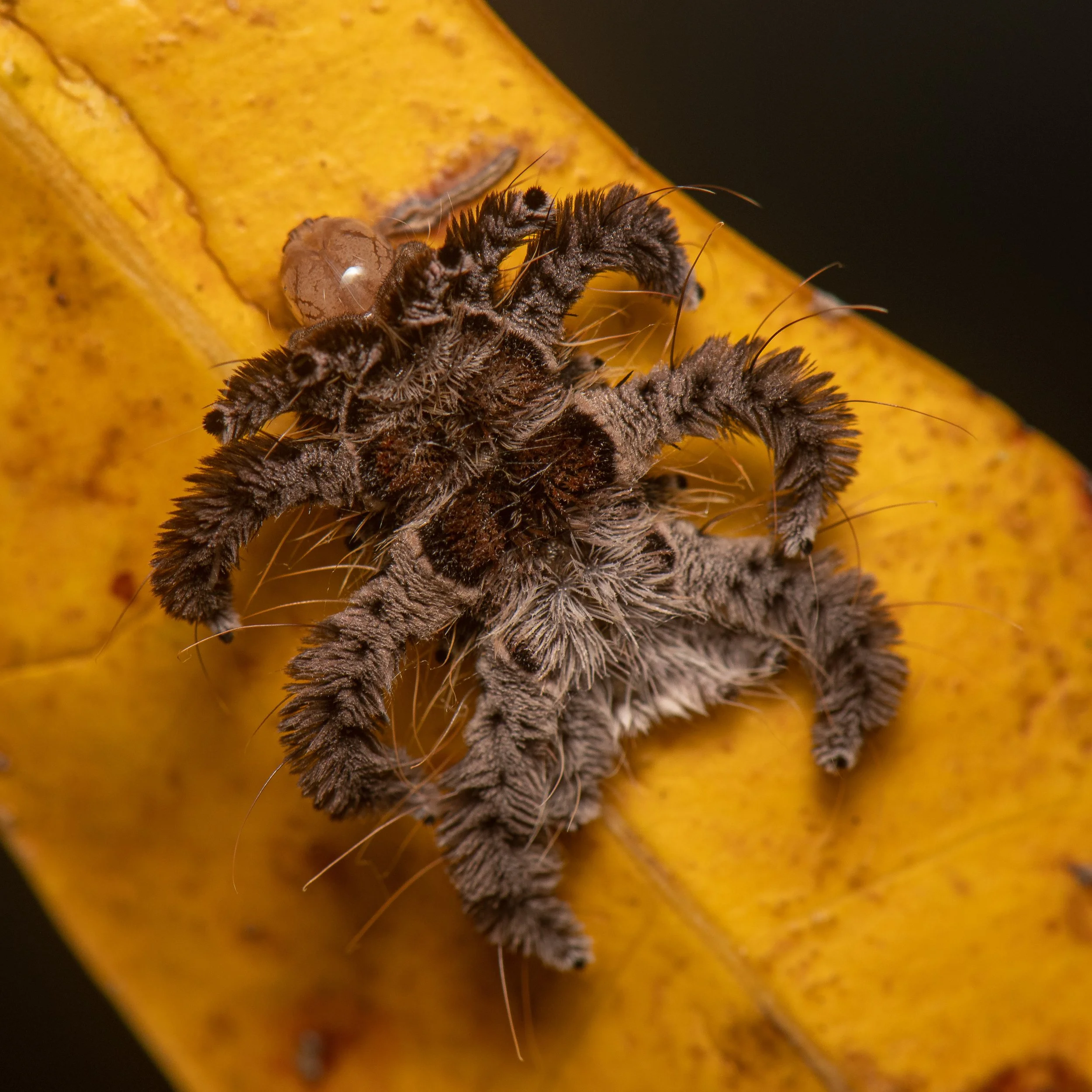 Lepidoptera - 47.jpg