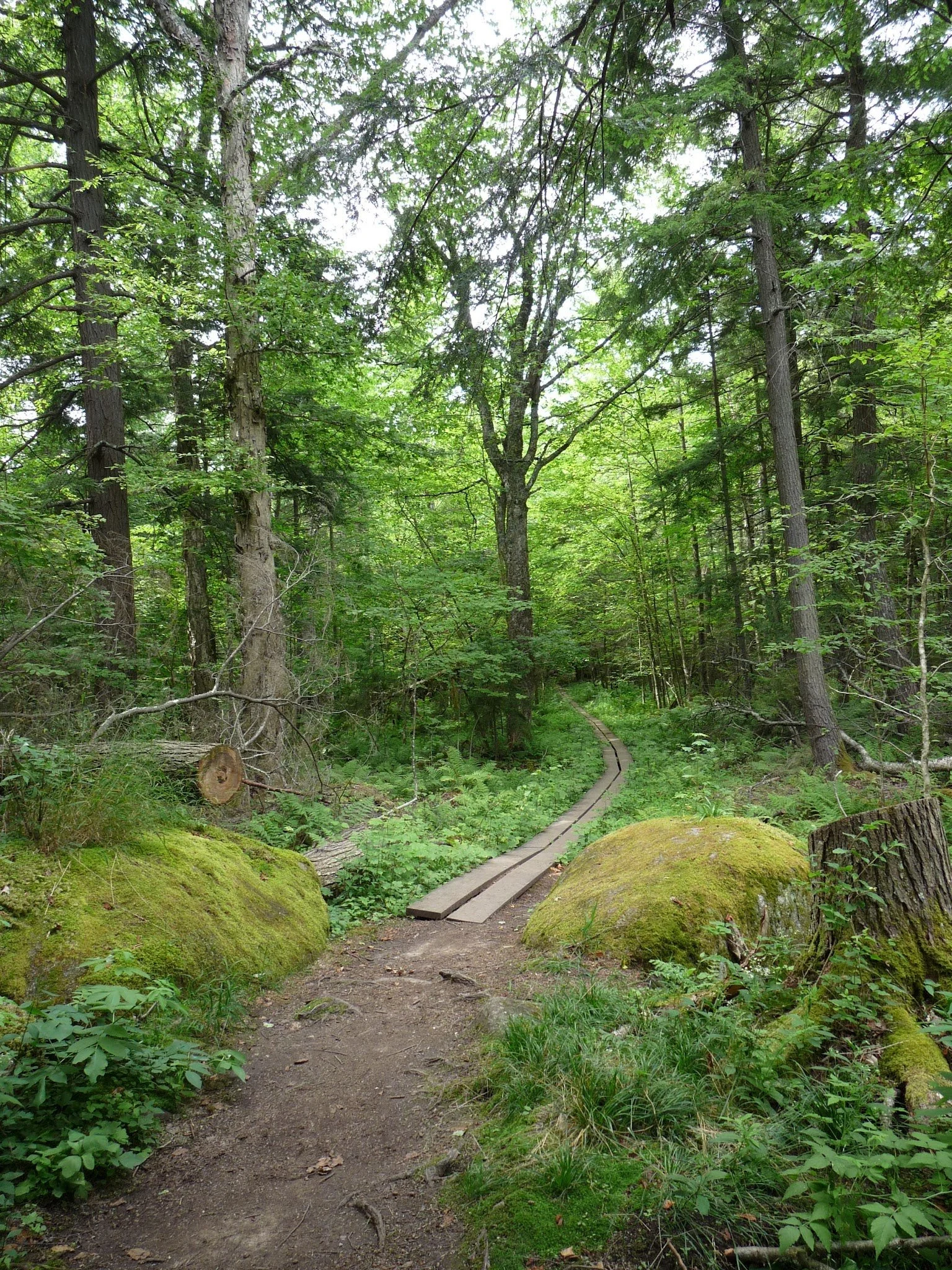 Forest Bathing + Slow Stitching
