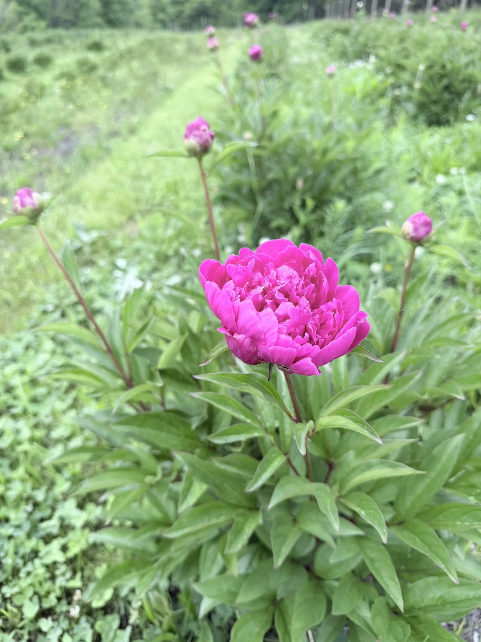 IMG_4437.JPEG