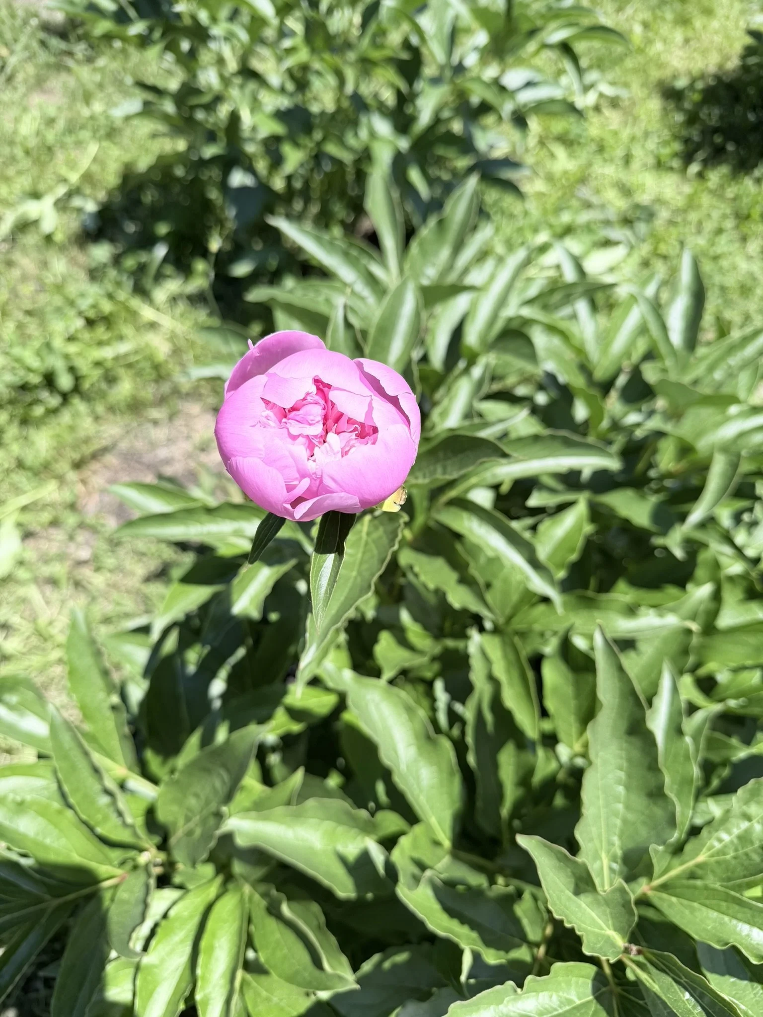 IMG_4659.JPEG