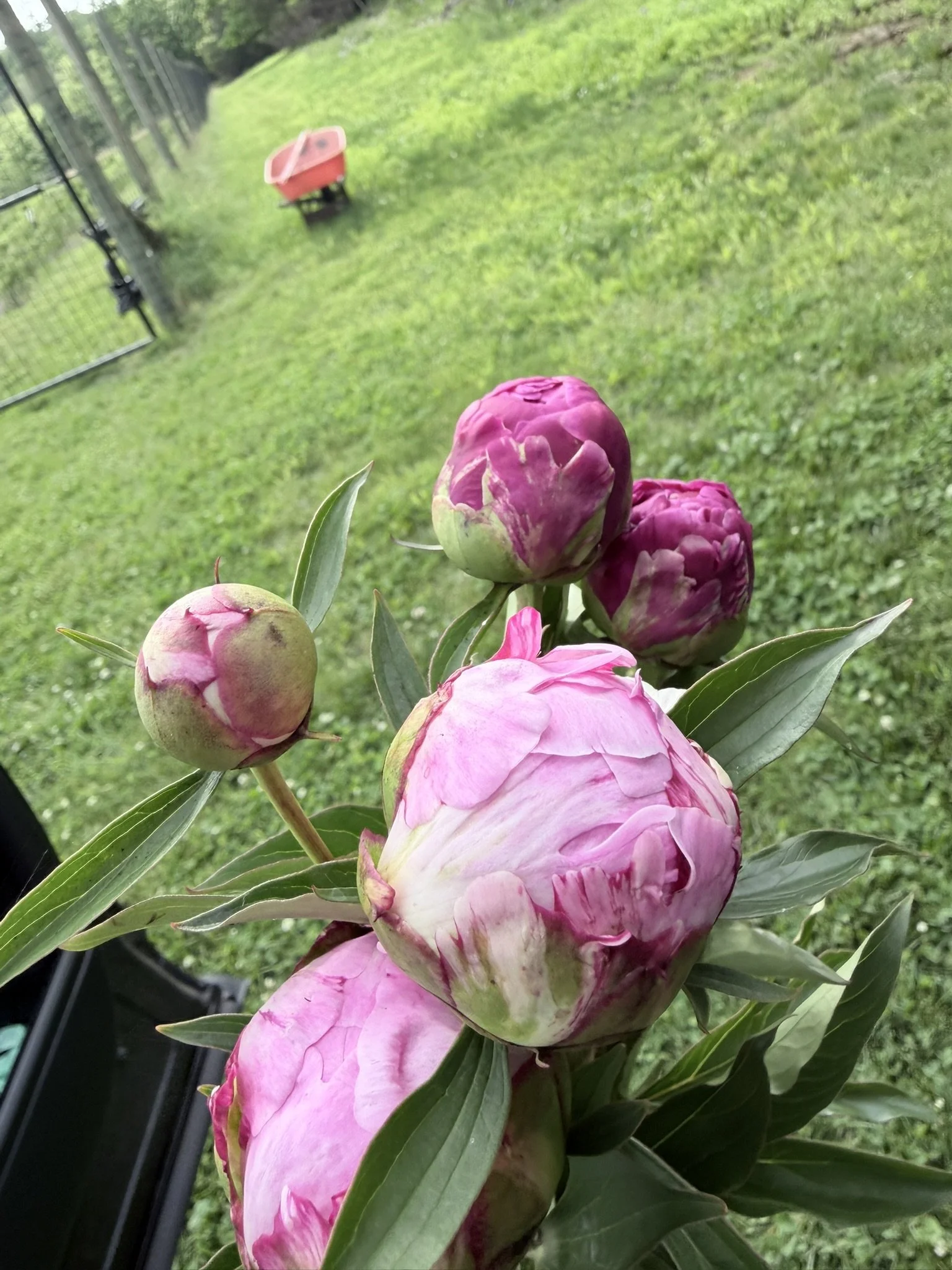 IMG_4409.JPEG