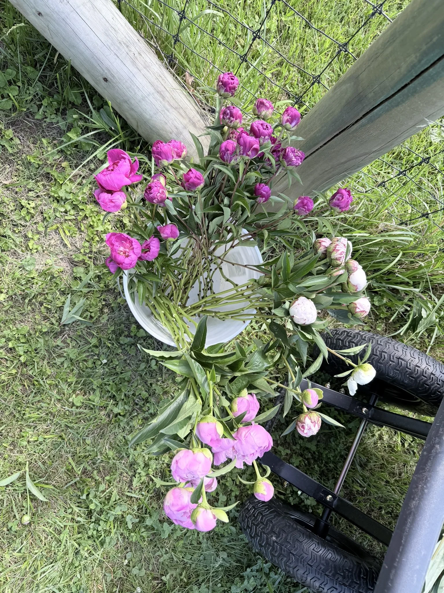 IMG_4506.JPEG