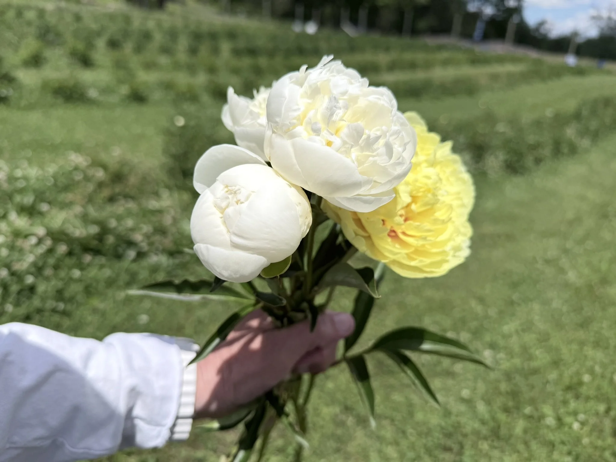 IMG_4682.JPEG