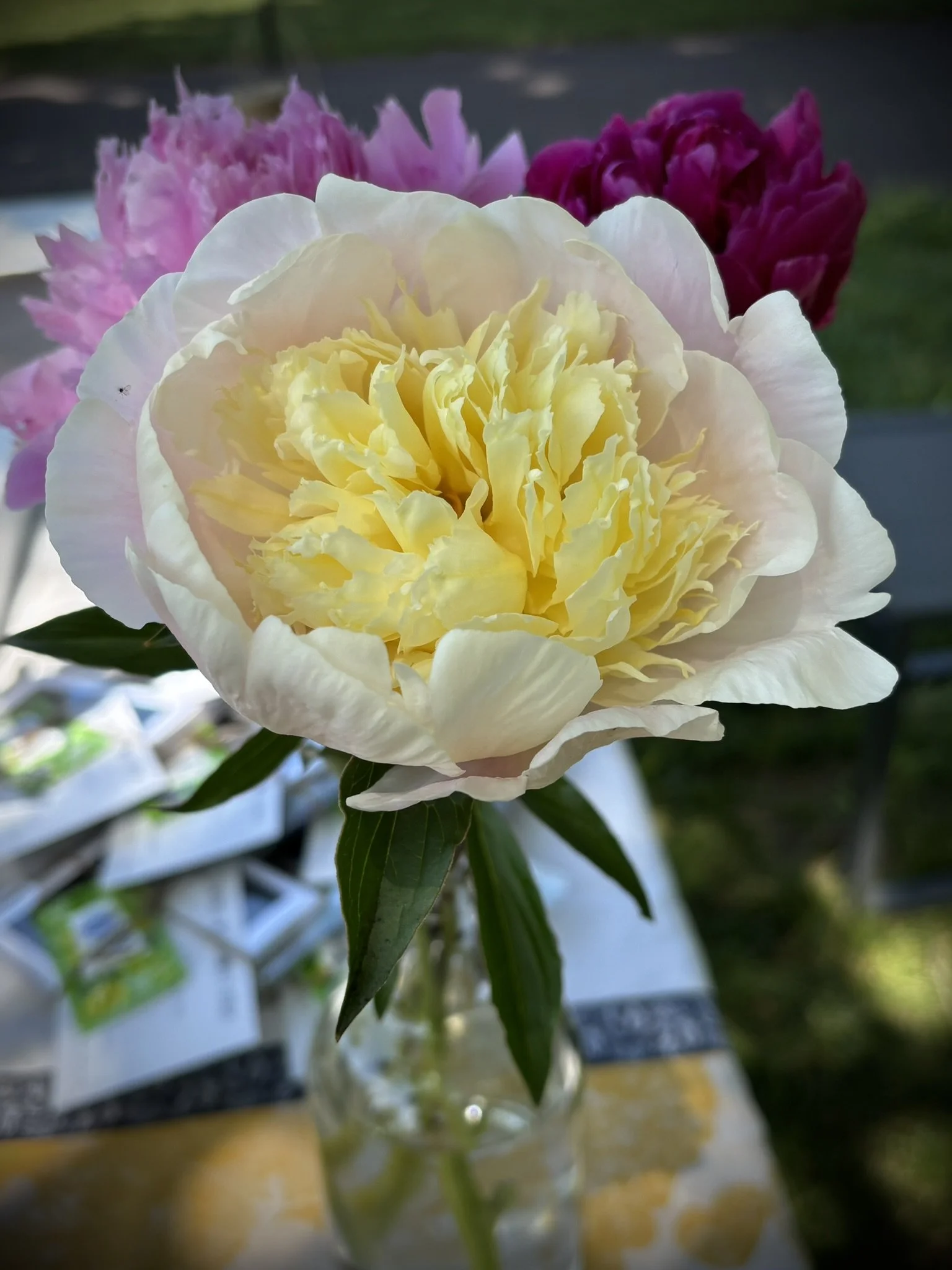 IMG_5068.JPEG