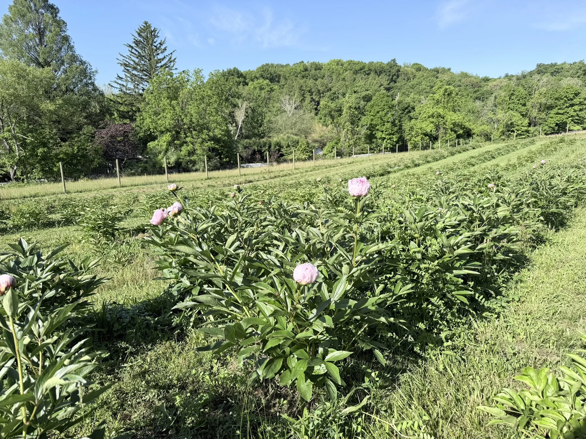 IMG_4619.JPEG