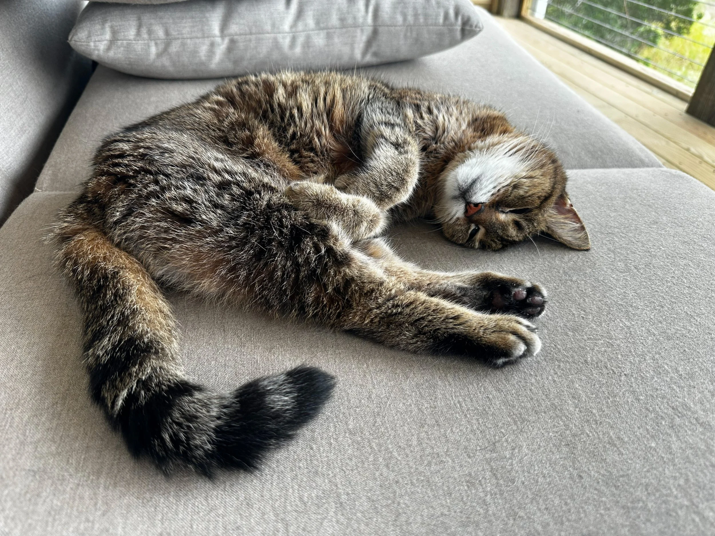 Layla, my 22 yr old cat