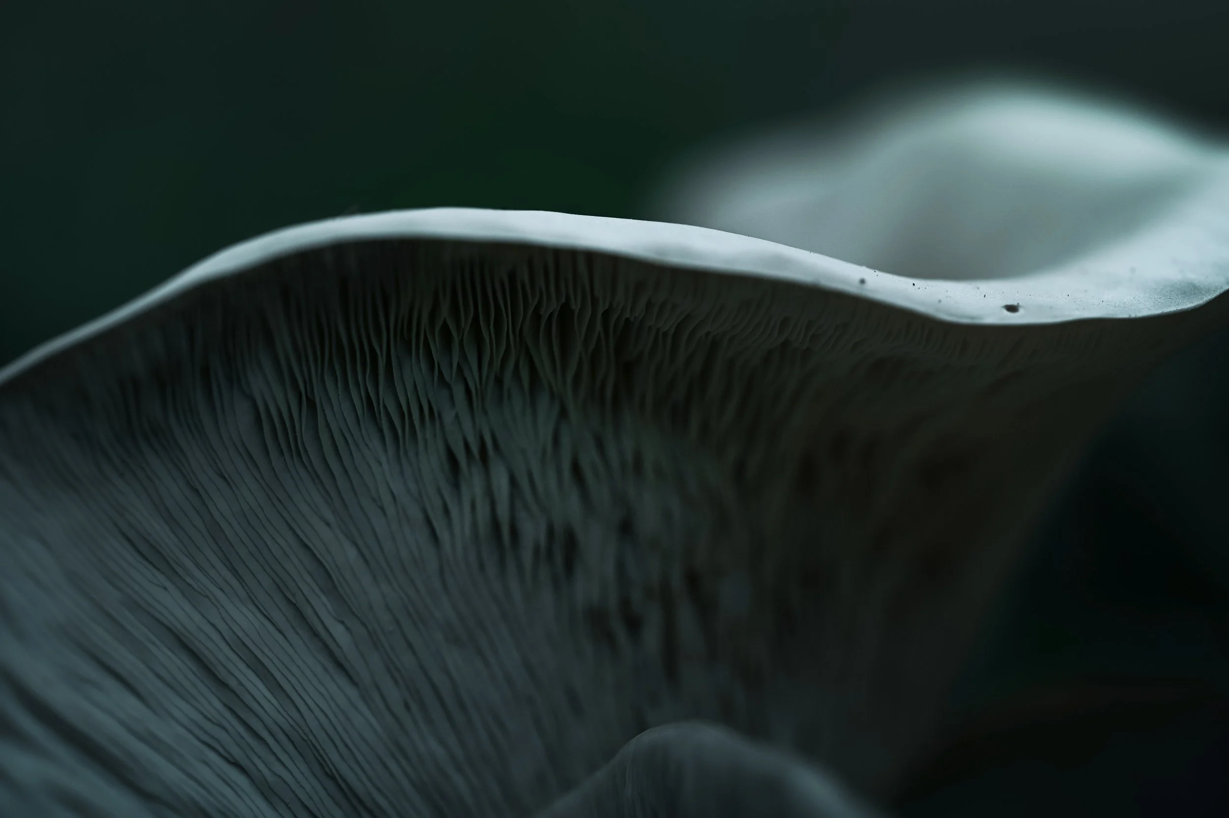FUNGUS ART 3.jpg