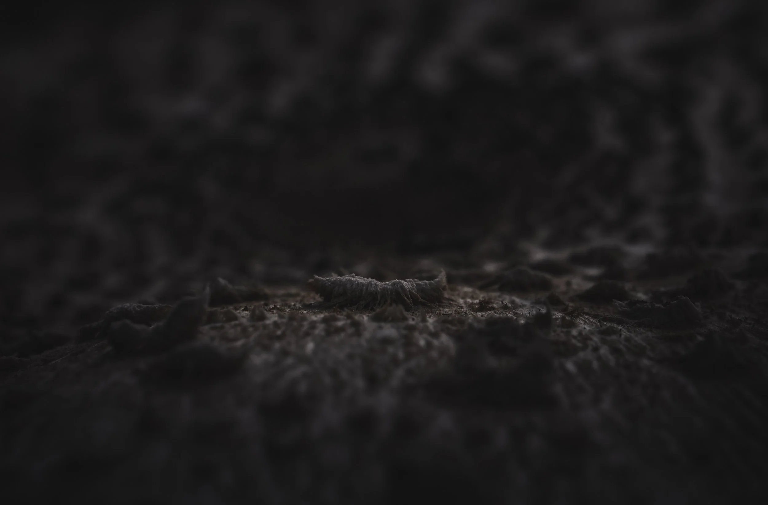 FUNGUS SONY AWARDS 2.JPG