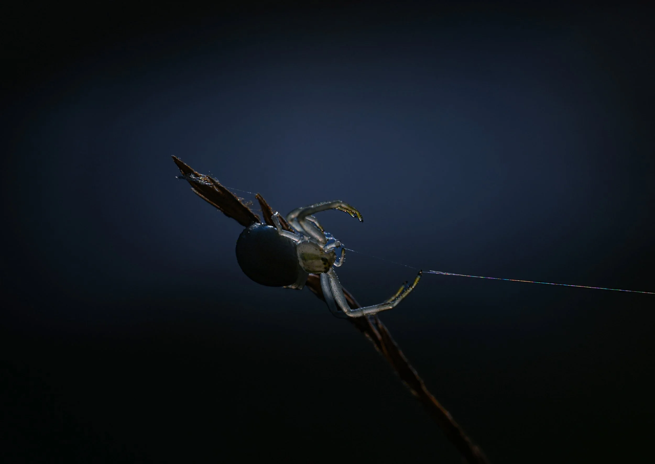 Spider Art sony awards.jpg