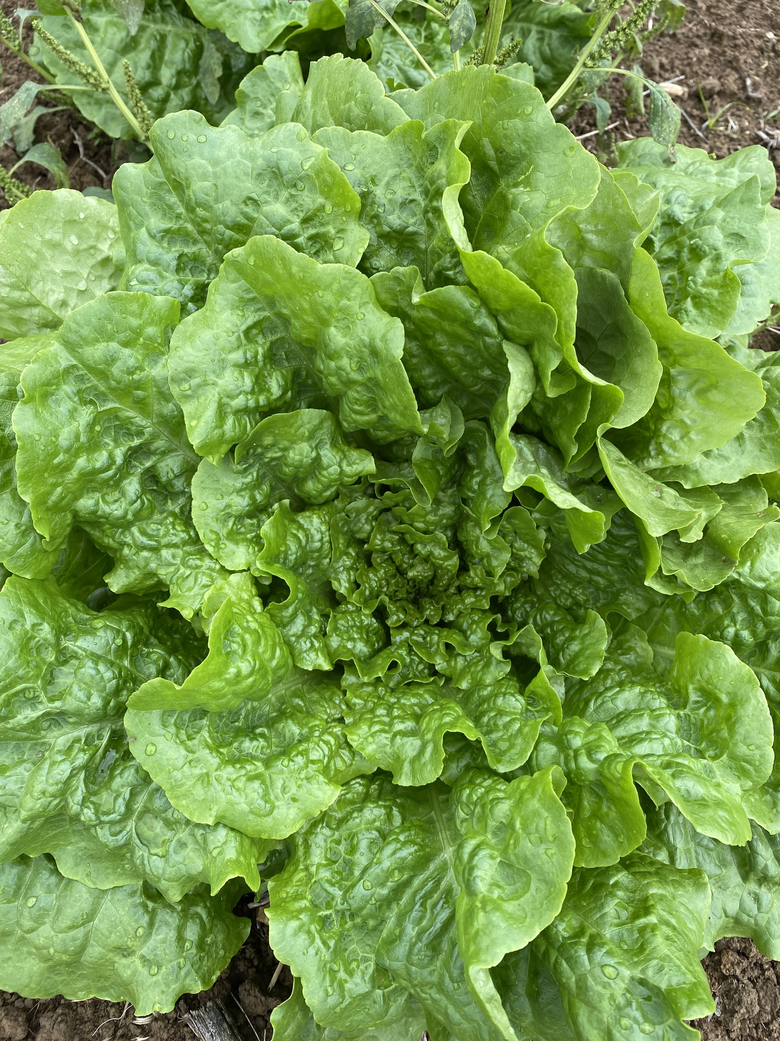 Lettuce