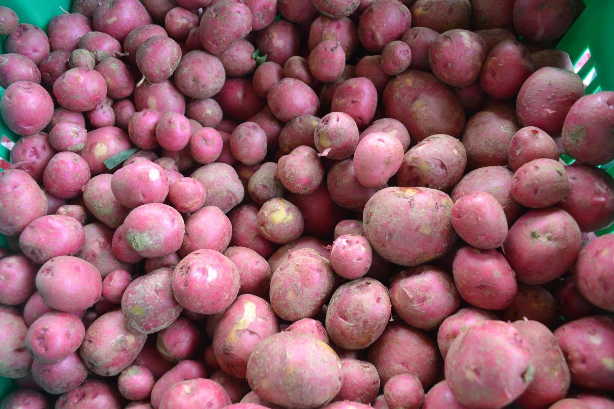 Red Potatoes