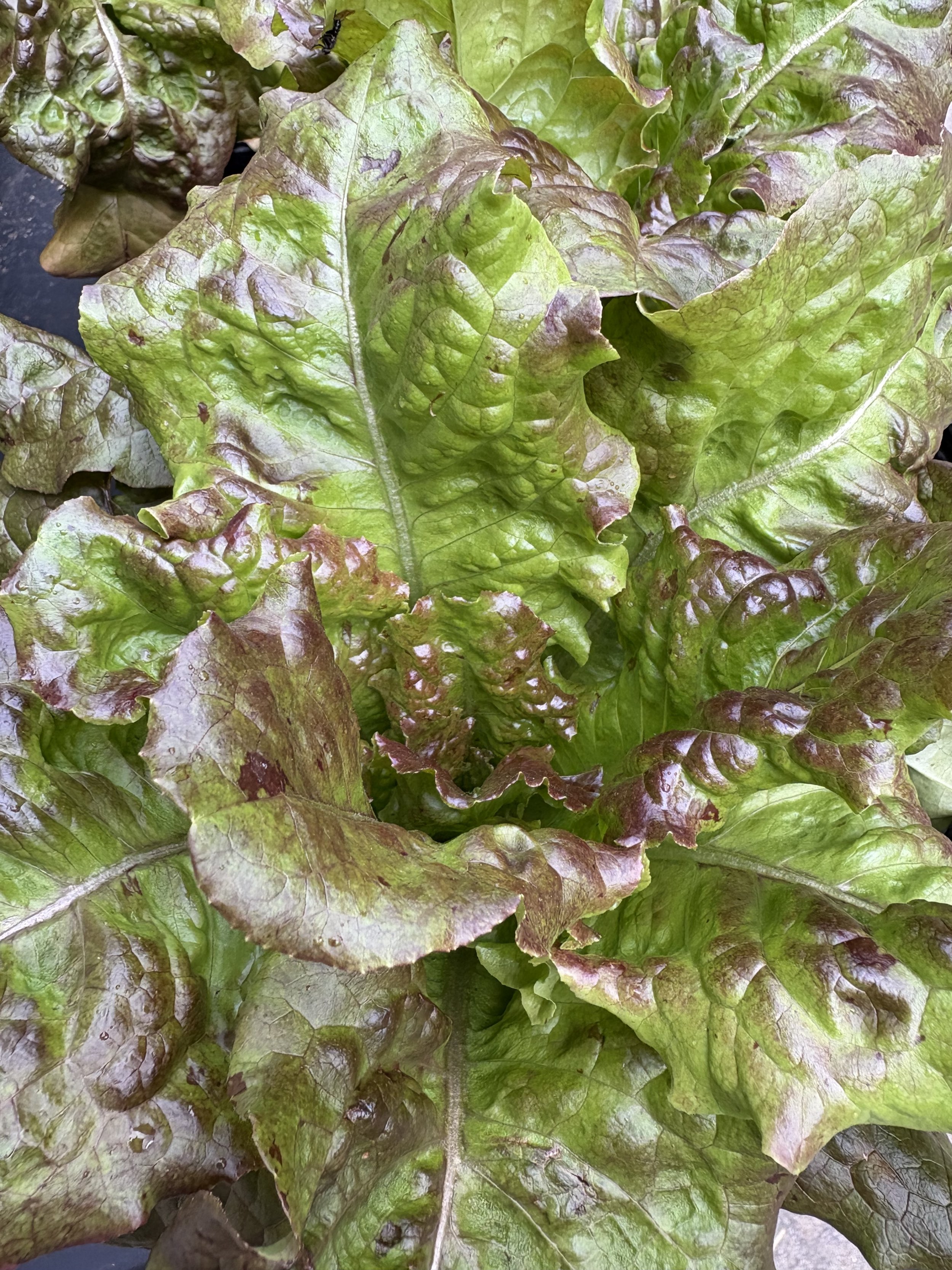 Red Leaf Lettuce