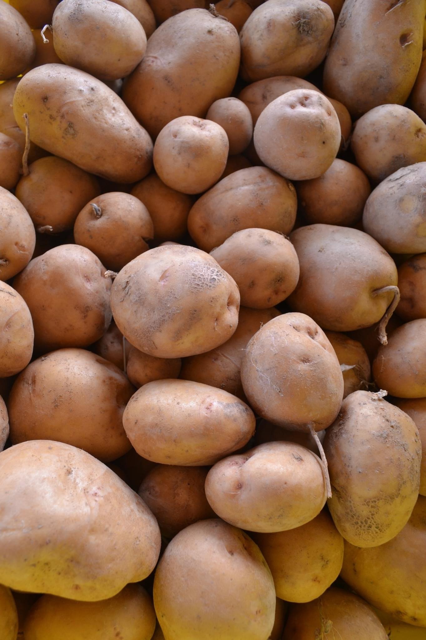 Kennebec potatoes