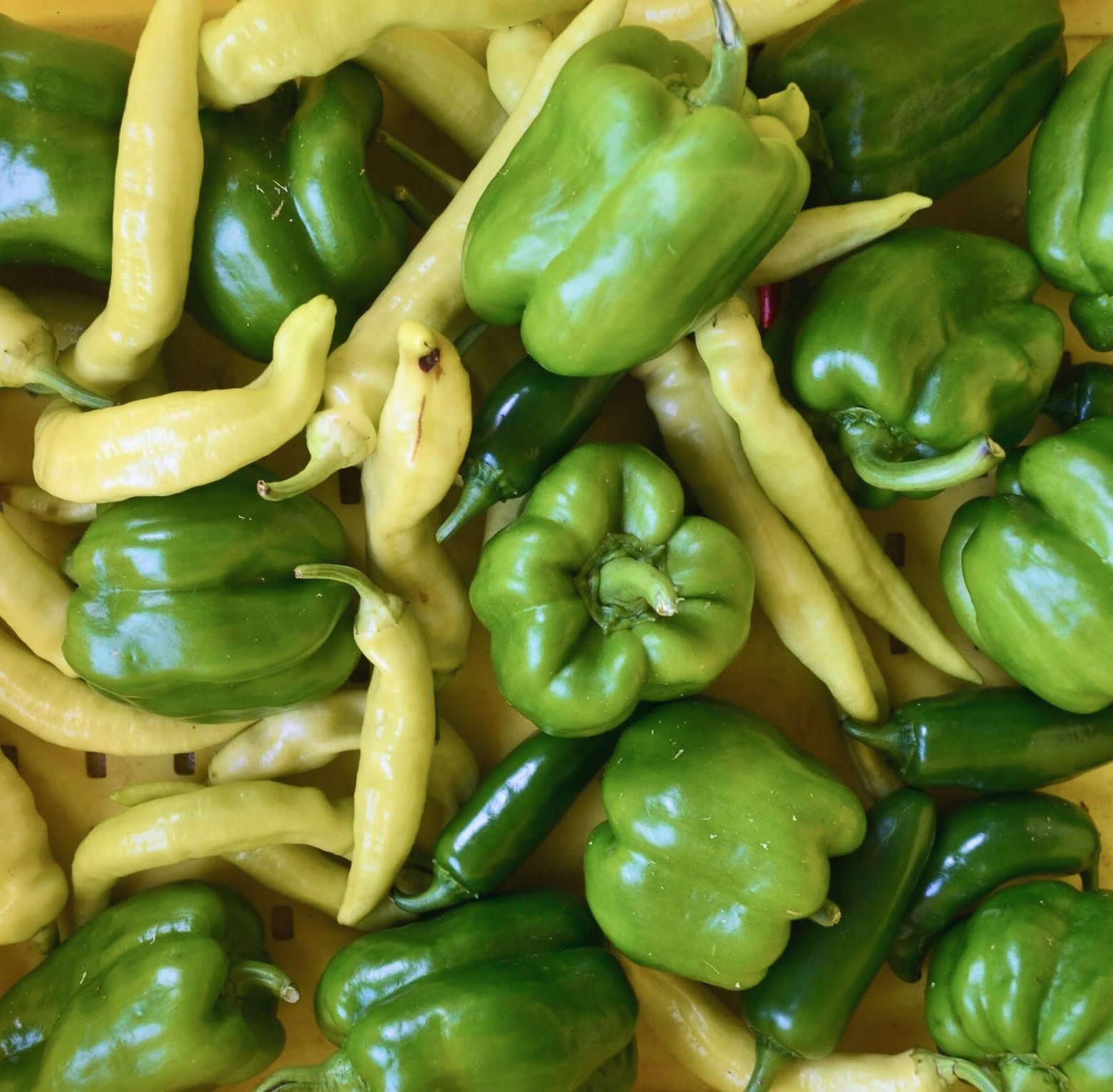 Assorted green bell peppers and yellow banana peppers.