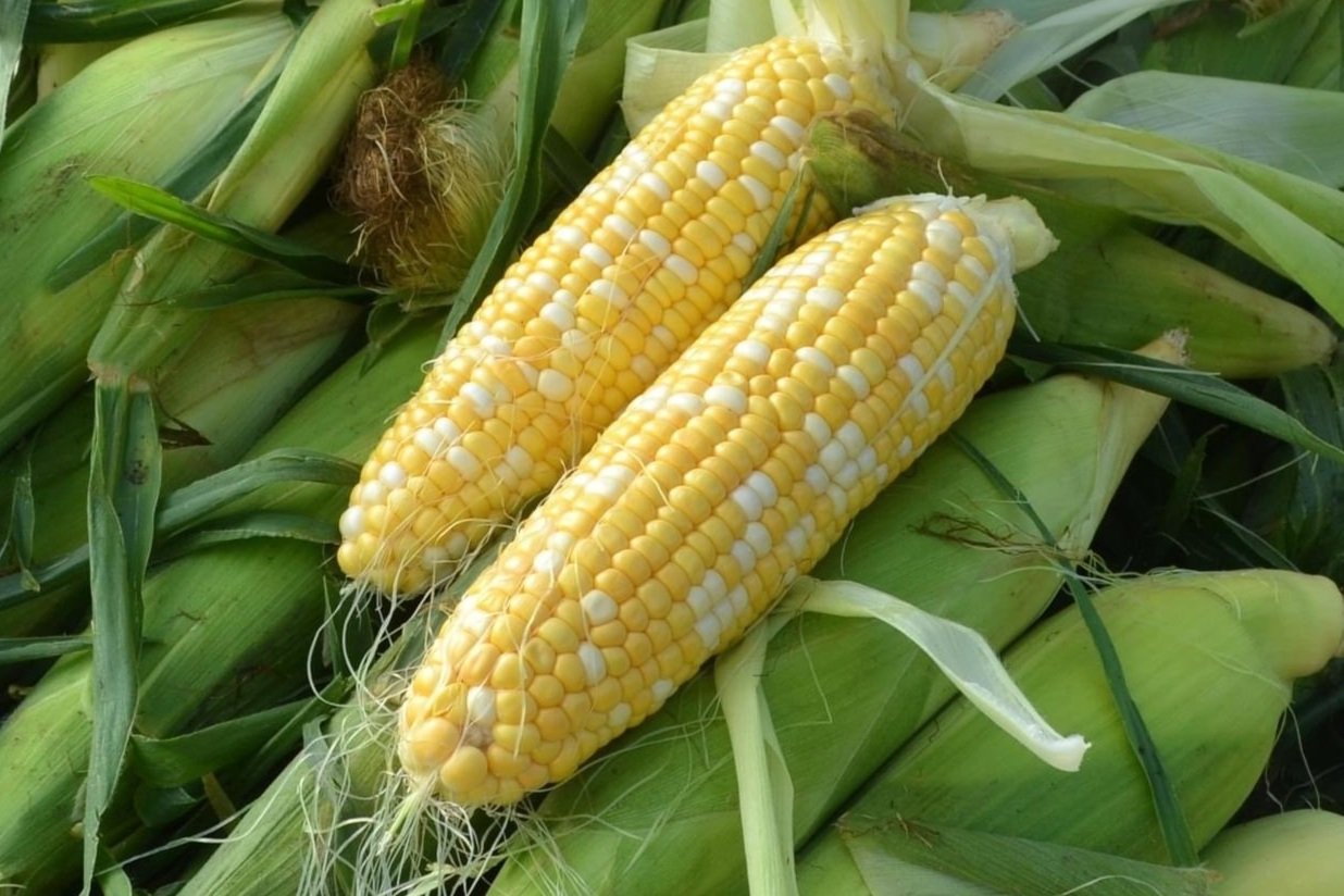 Sweet Corn