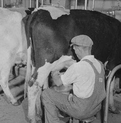 From Udder Nonsense to Protein Powerhouse: A Cheeky History of Milk
