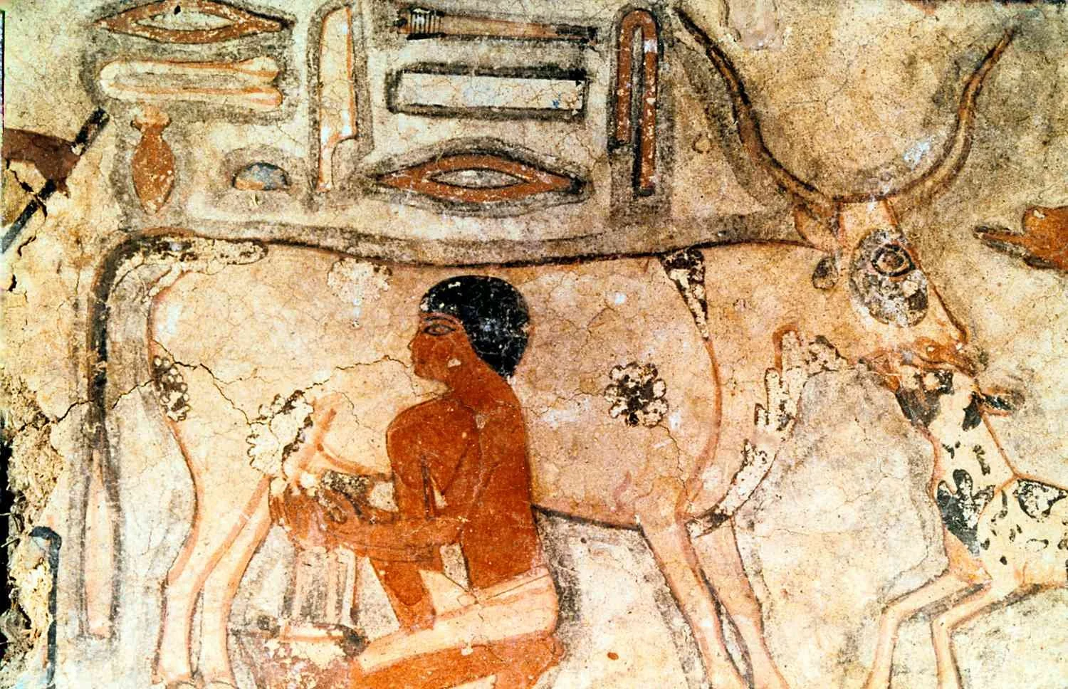 picture of ancient cave painting depicting early man milking a cow